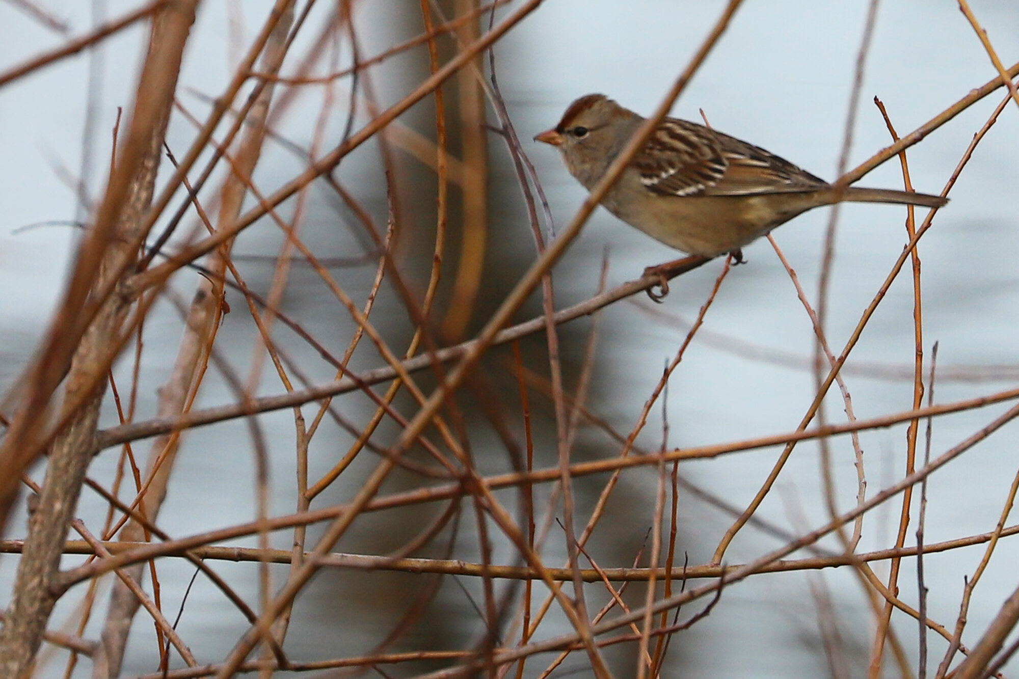  White-crowned Sparrow (Dark-lored) / Harris Teeter Retention Pond / 27 Dec 