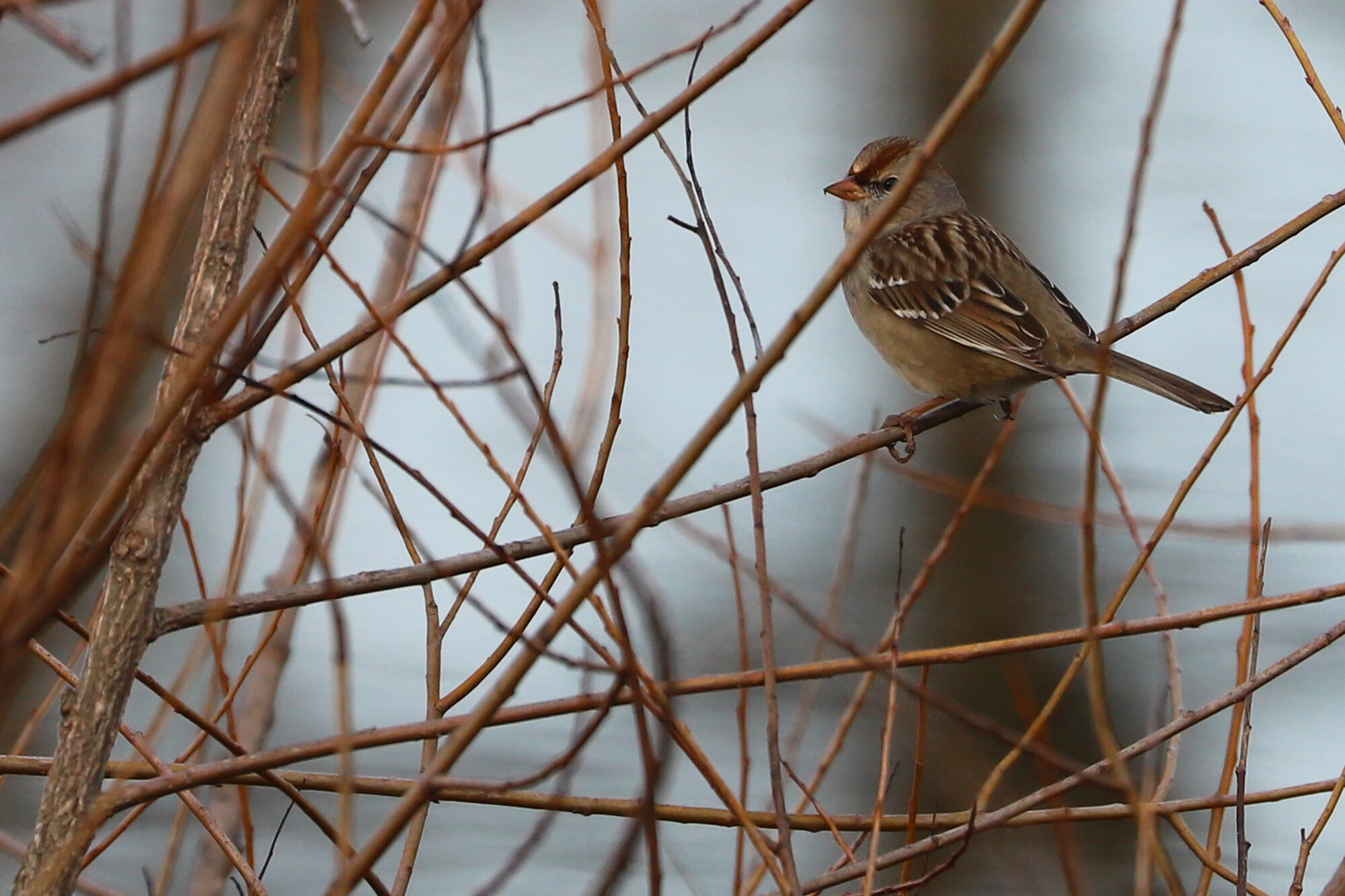  White-crowned Sparrow (Dark-lored) / Harris Teeter Retention Pond / 27 Dec 