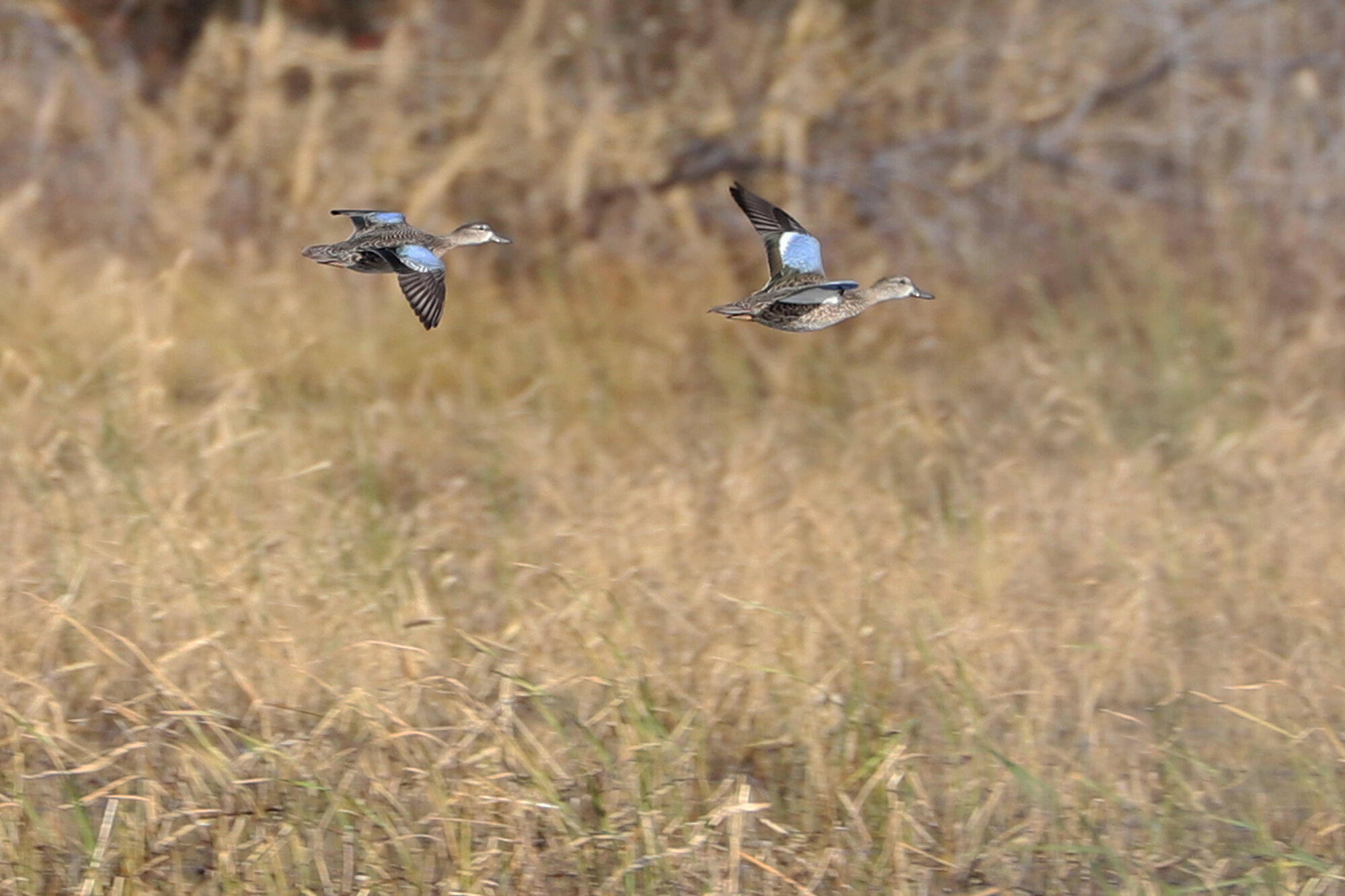  Blue-winged Teal / Princess Anne WMA Beasley Tract / 8 Dec 