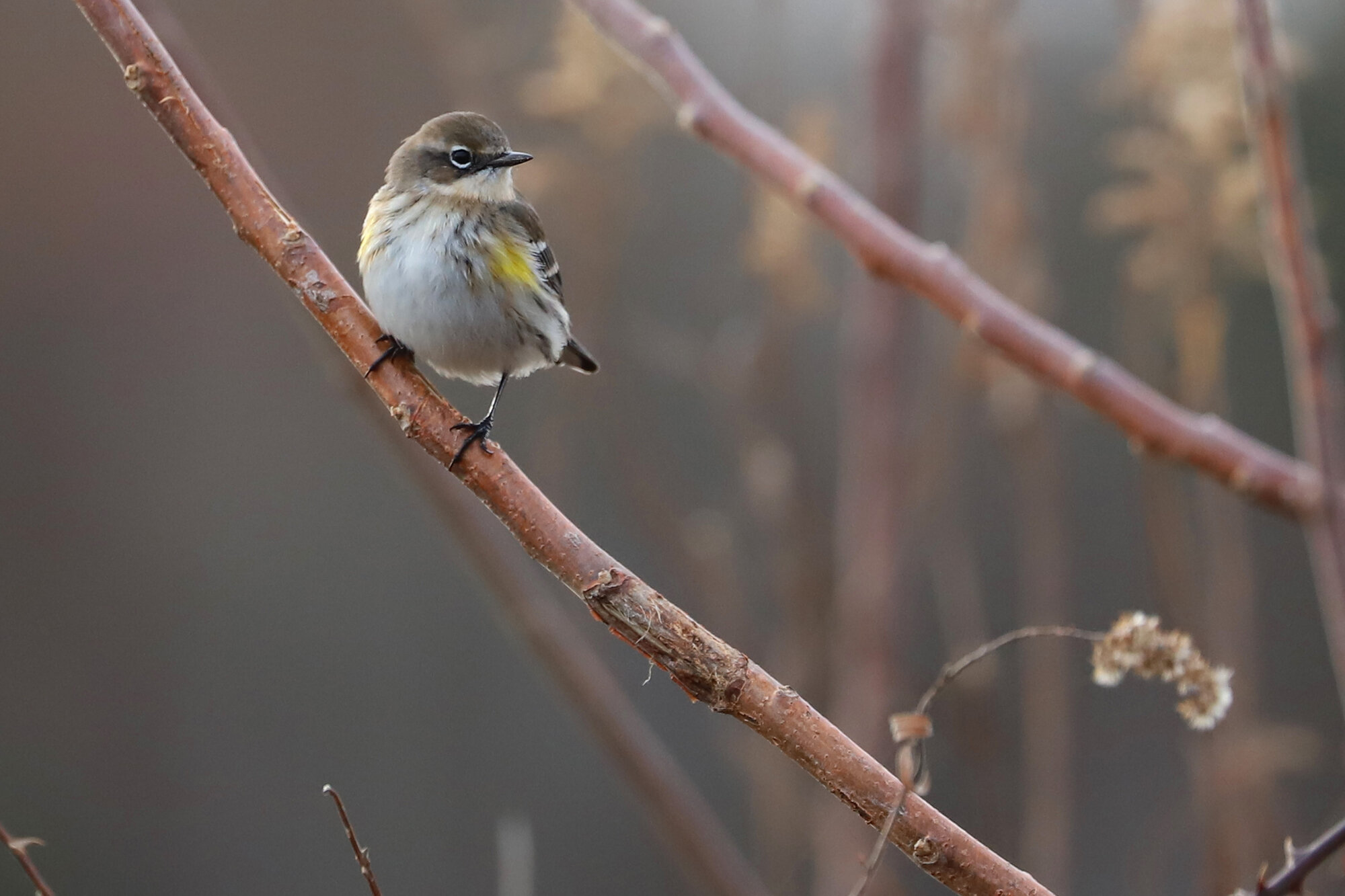  Yellow-rumped Warbler (Myrtle) / Harris Teeter Retention Pond / 27 Dec 