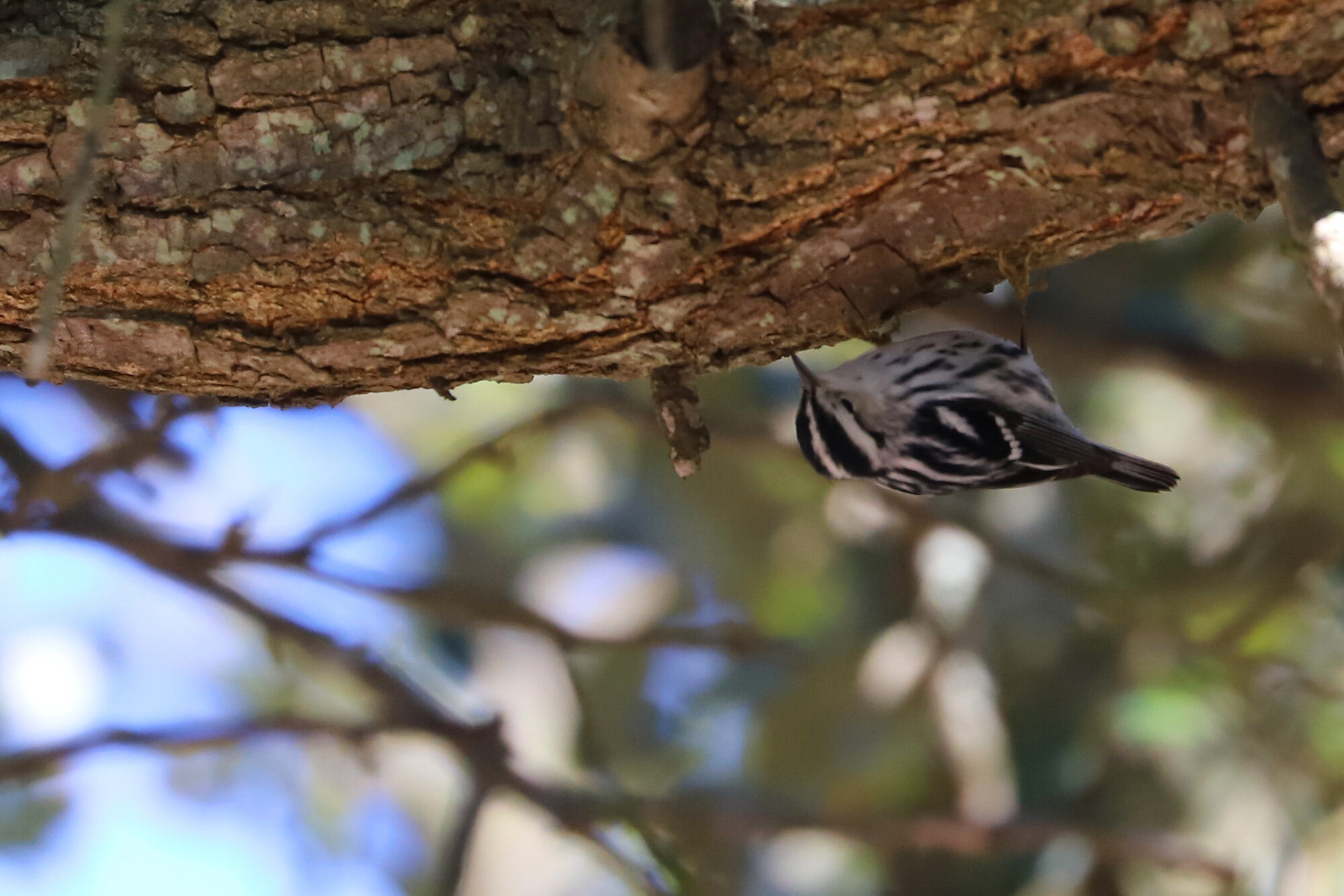  Black-and-white Warbler / Lauderdale Ave. / 31 Dec 