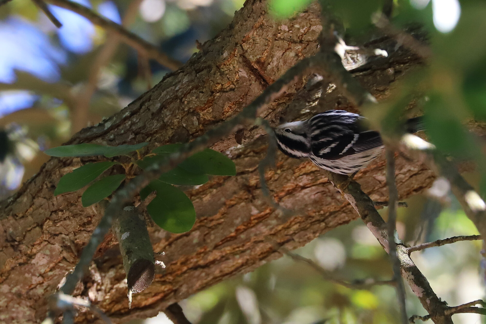  Black-and-white Warbler / Lauderdale Ave. / 31 Dec; please click this photo to advance to the next! 