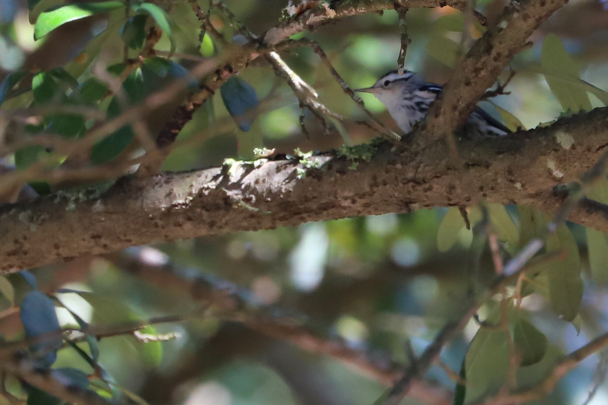  Black-and-white Warbler / Lauderdale Ave. / 31 Dec 