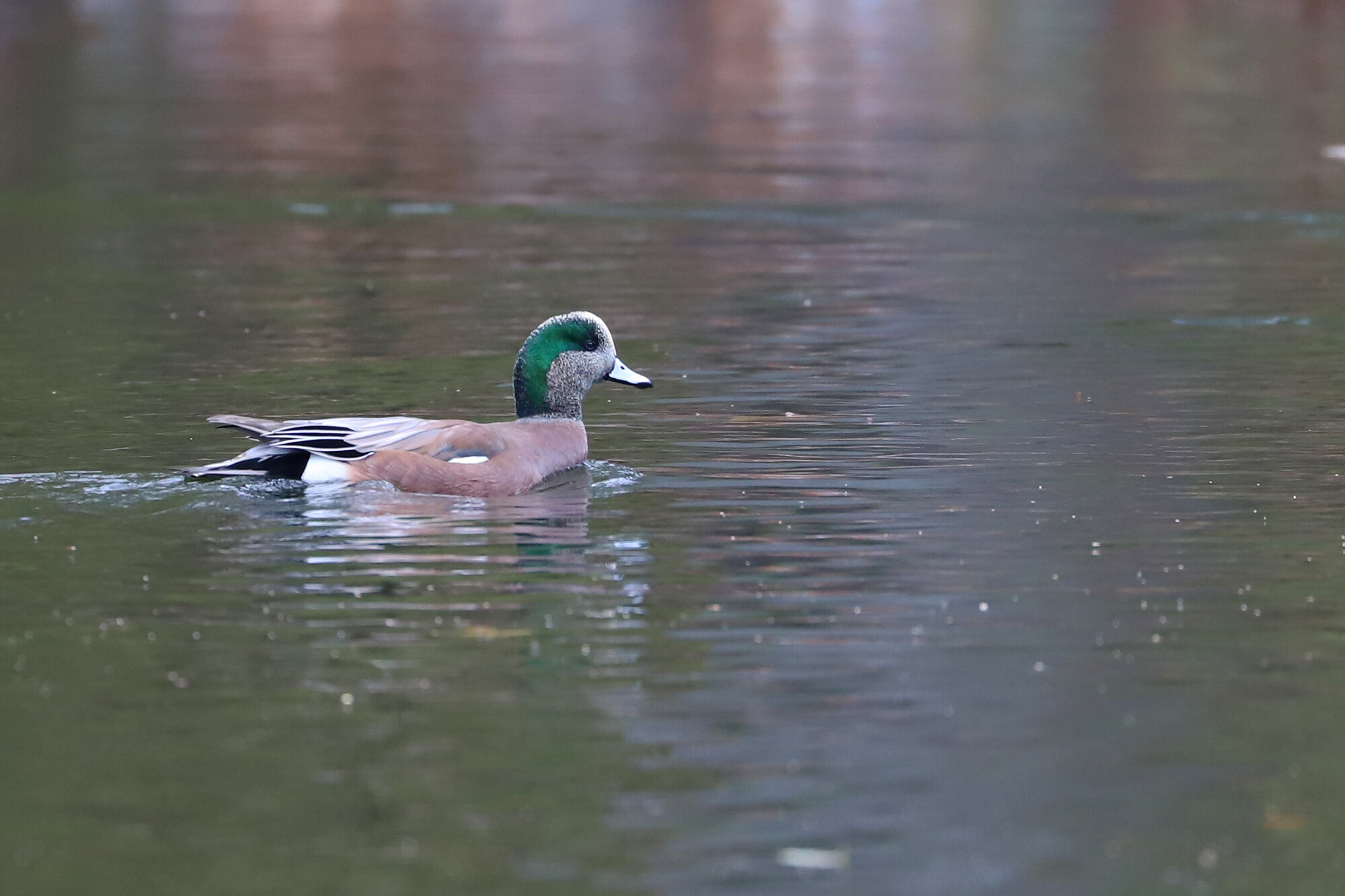  American Wigeon / Kings Grant Lakes / 6 Dec; please click this photo to advance to the next! 