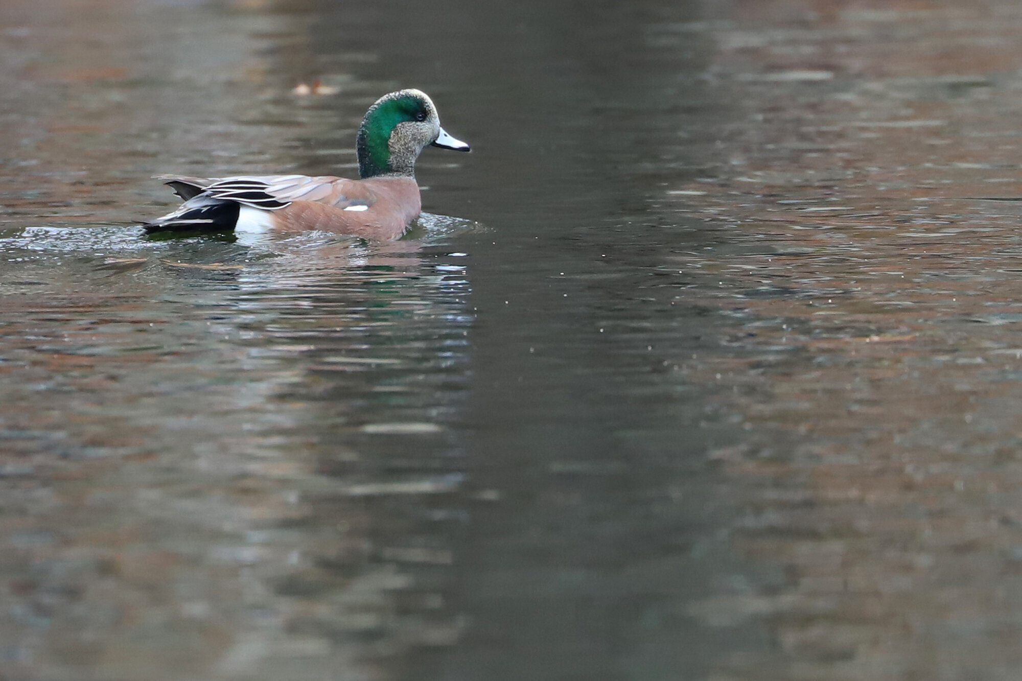  American Wigeon / Kings Grant Lakes / 6 Dec 