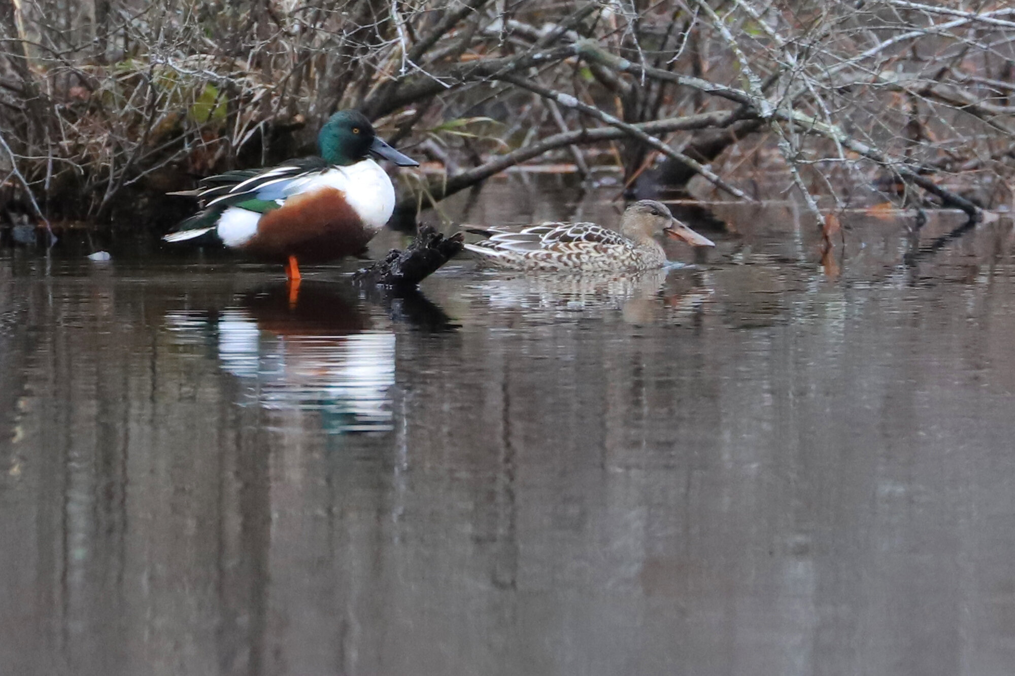  Northern Shovelers / Stumpy Lake NA / 6 Dec 