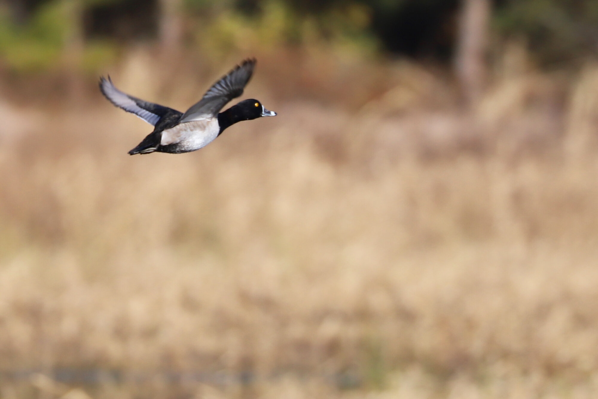   Ring-necked Duck / Princess Anne WMA Beasley Tract / 8 Dec 