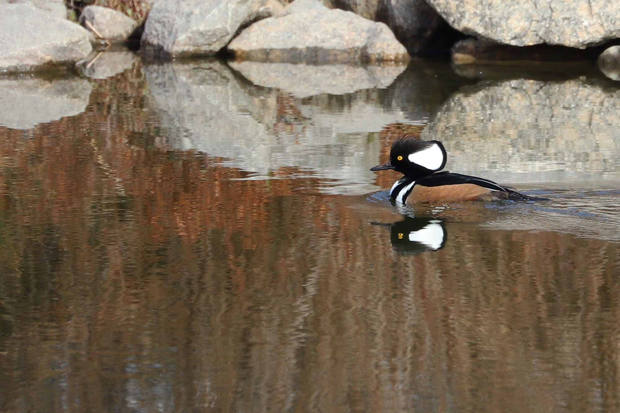  Hooded Merganser / Harris Teeter Retention Pond / 28 Dec; please click this photo to advance to the next! 