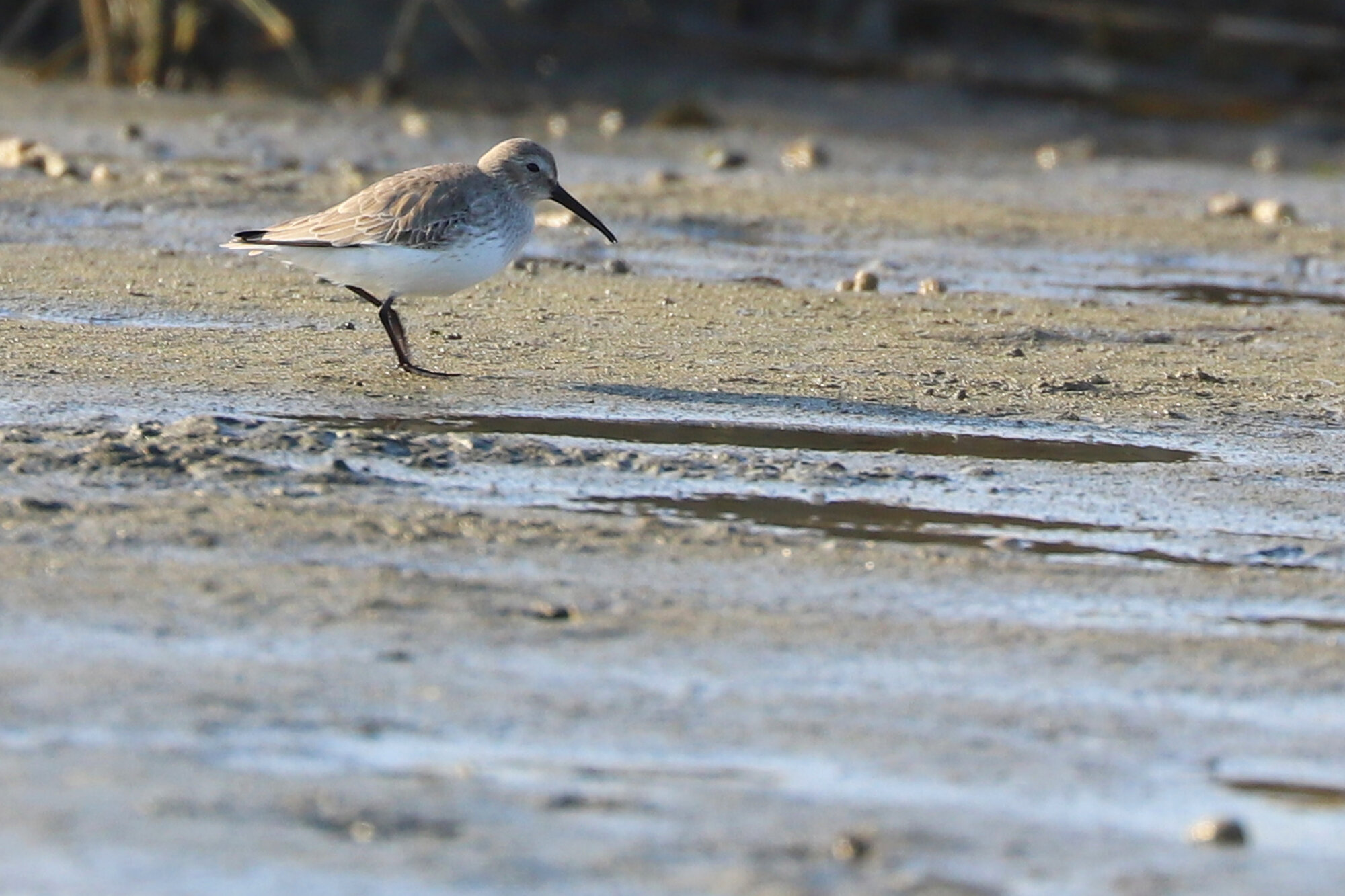  Dunlin / Pleasure House Point NA / 7 Dec 