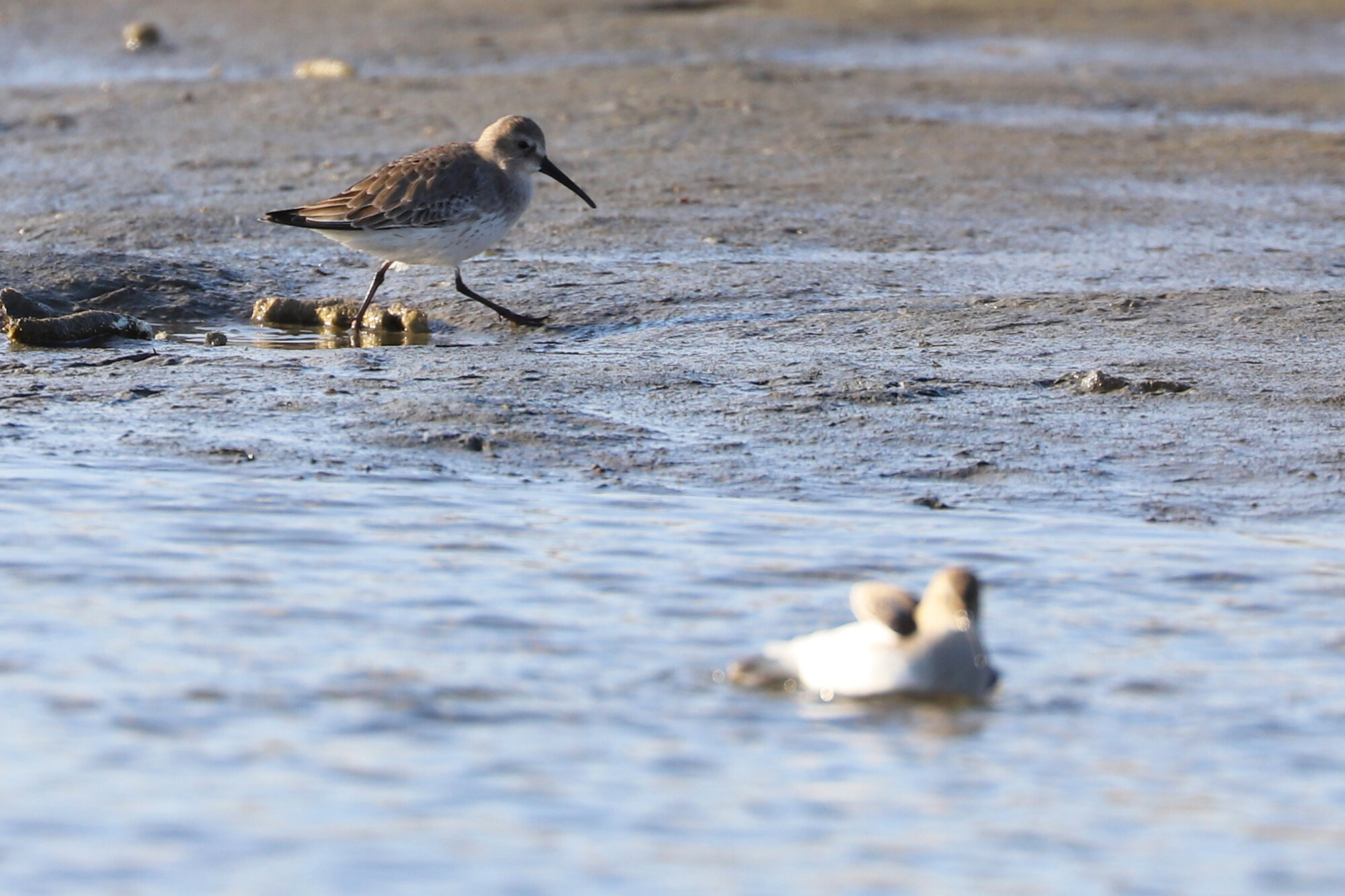  Dunlin / Pleasure House Point NA / 7 Dec 