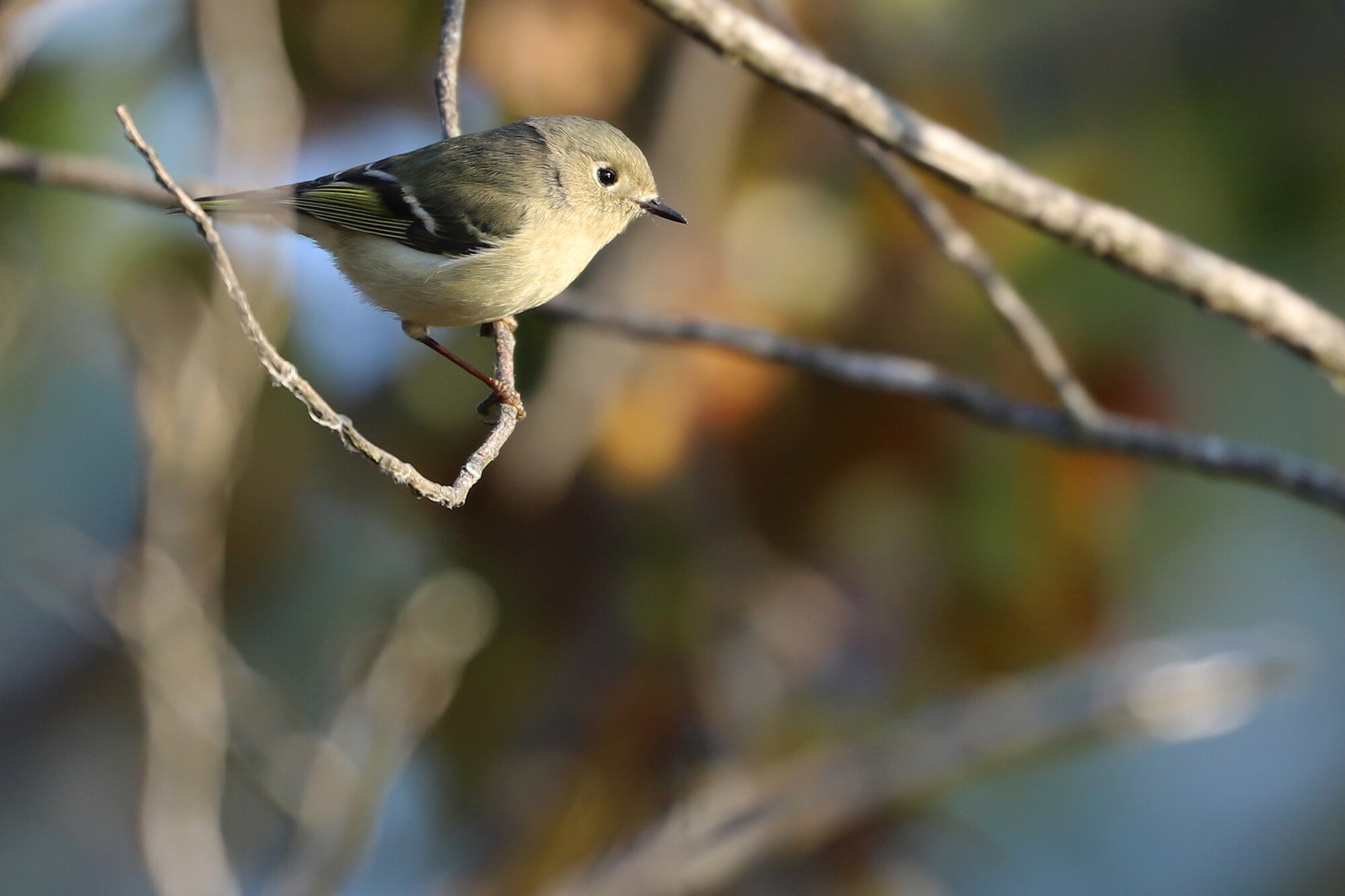  Ruby-crowned Kinglet / Pleasure House Point NA / 7 Dec 