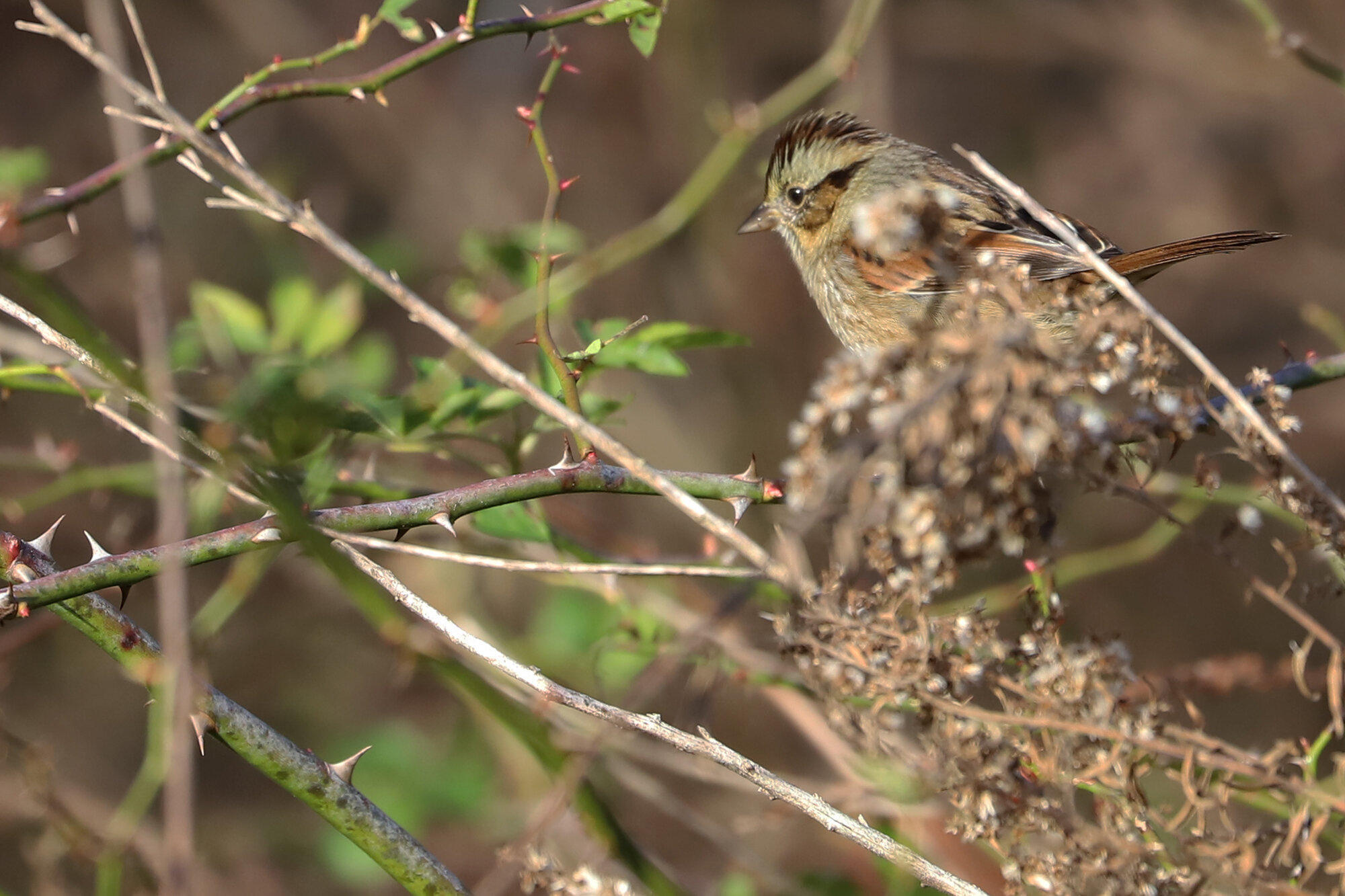  Swamp Sparrow / Princess Anne WMA Whitehurst Tract / 8 Dec 