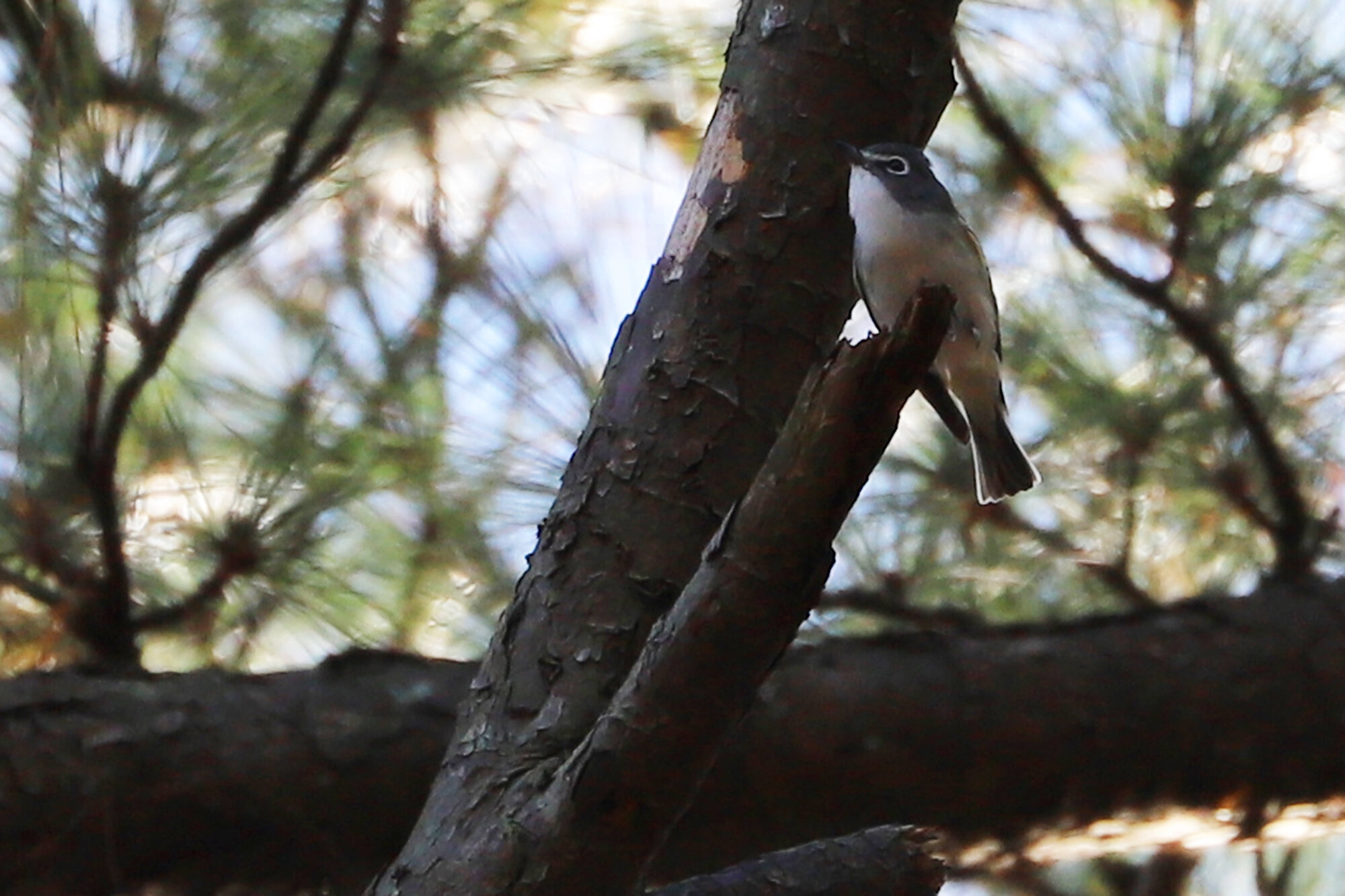  Blue-headed Vireo / Stumpy Lake NA / 26 Dec 