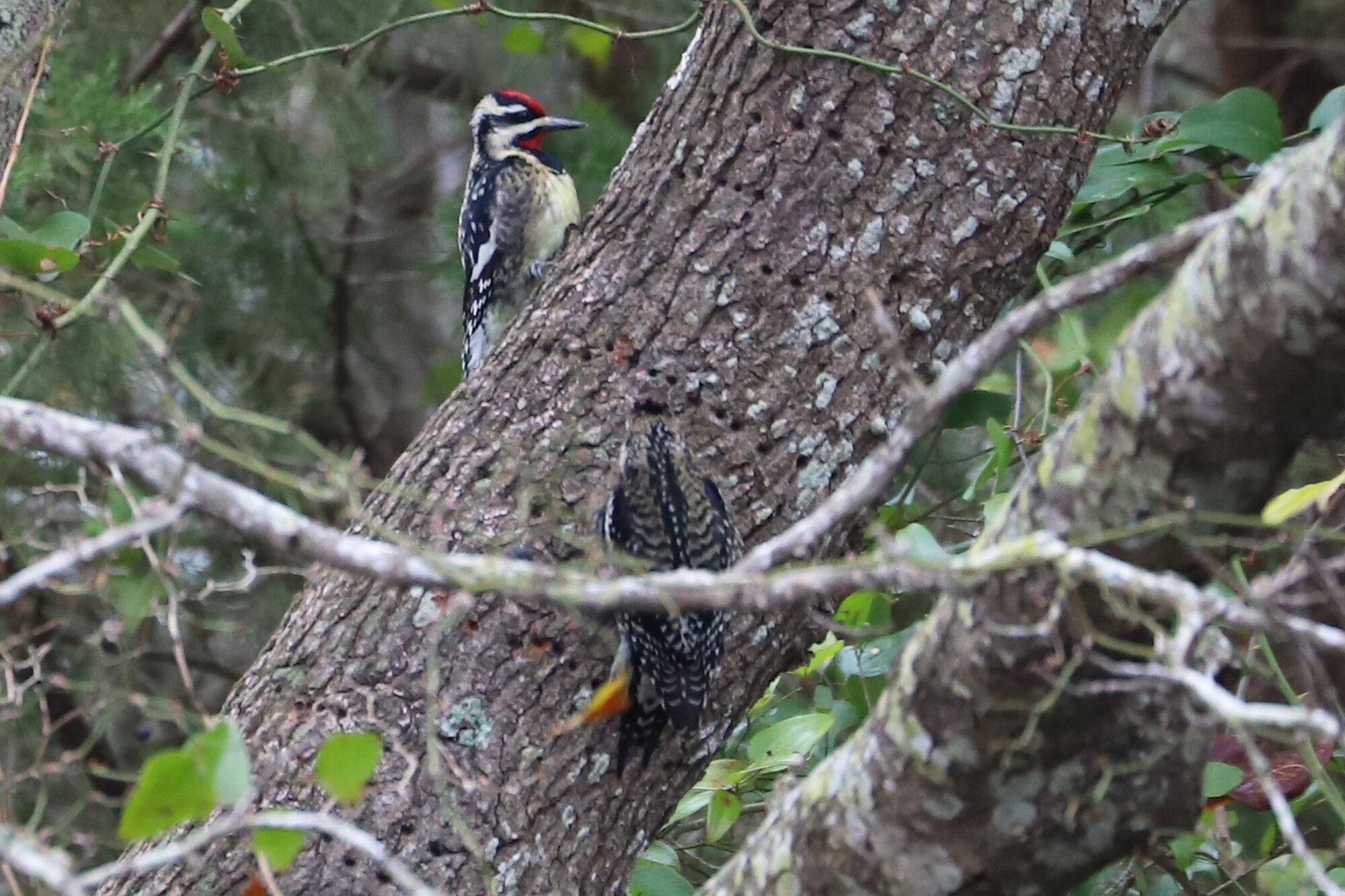  Yellow-bellied Sapsuckers / Princess Anne WMA Whitehurst Tract / 29 Dec; please click this photo to advance to the next! 