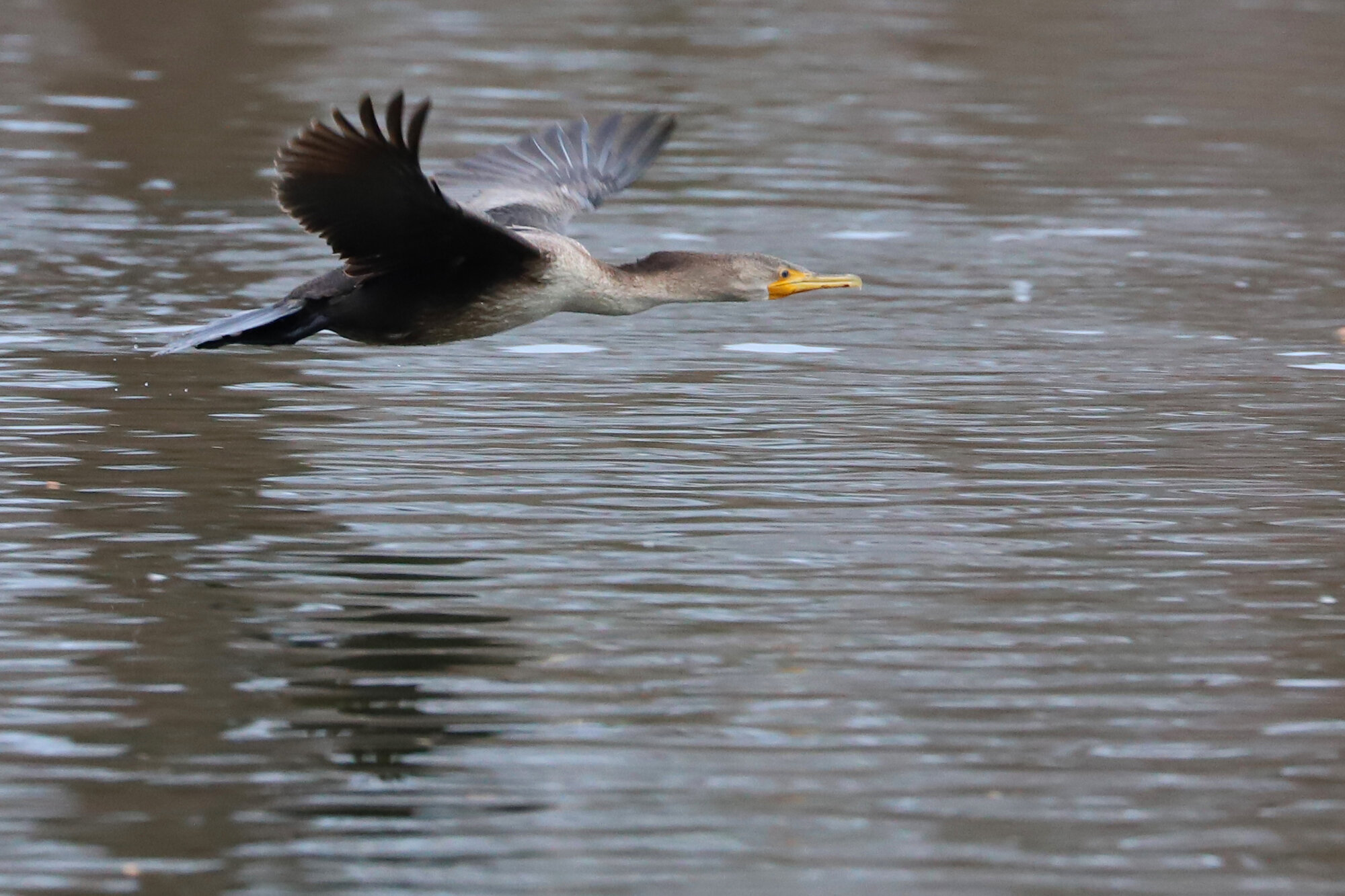  Double-crested Cormorant / Stumpy Lake NA / 6 Dec 