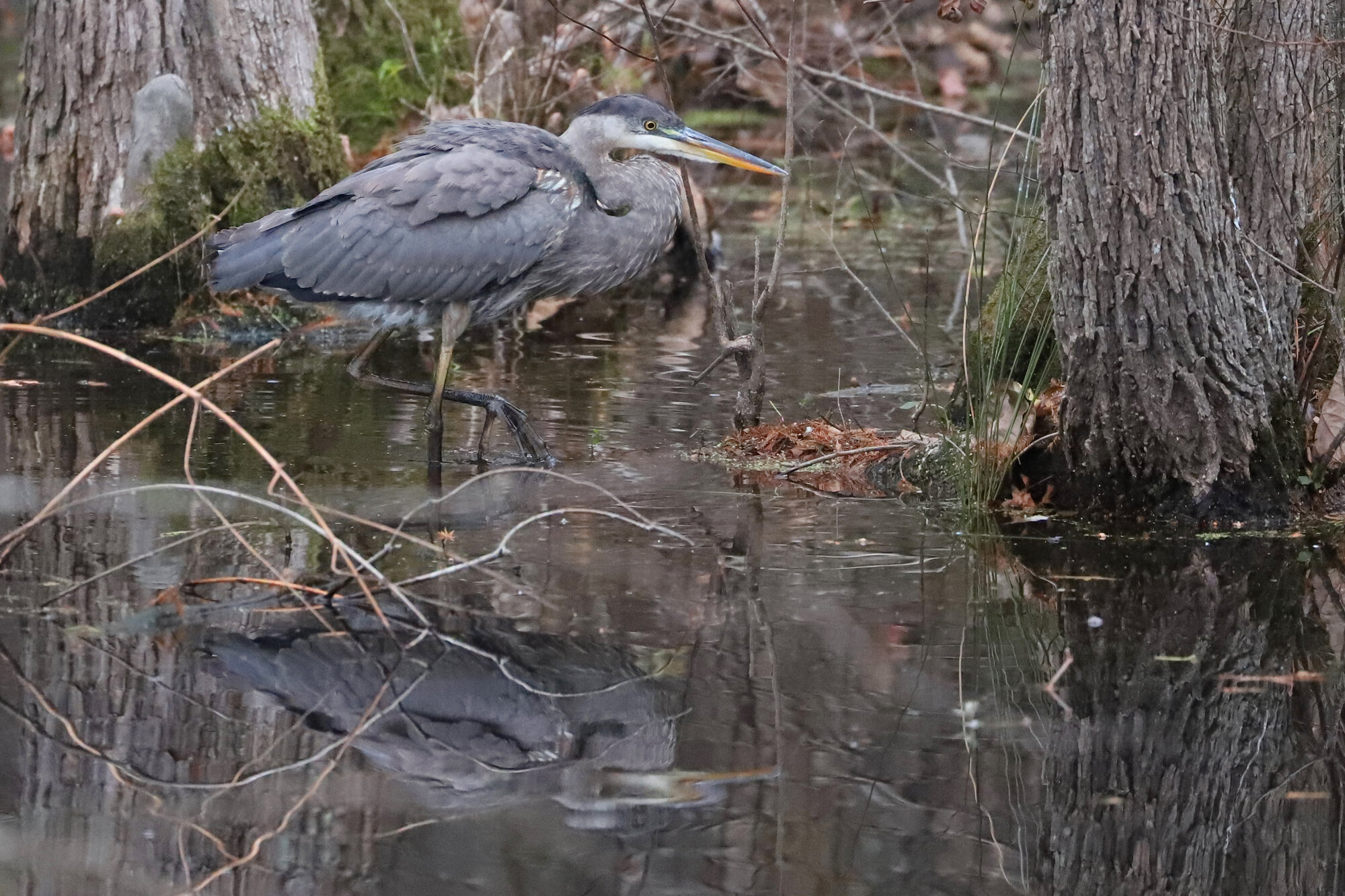  Great Blue Heron (Blue form) / Stumpy Lake NA / 6 Dec; please click this photo to advance to the next! 