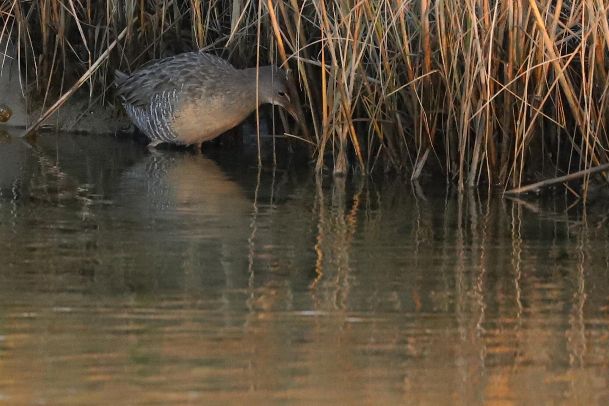  Clapper Rail / Pleasure House Point NA / 7 Dec 