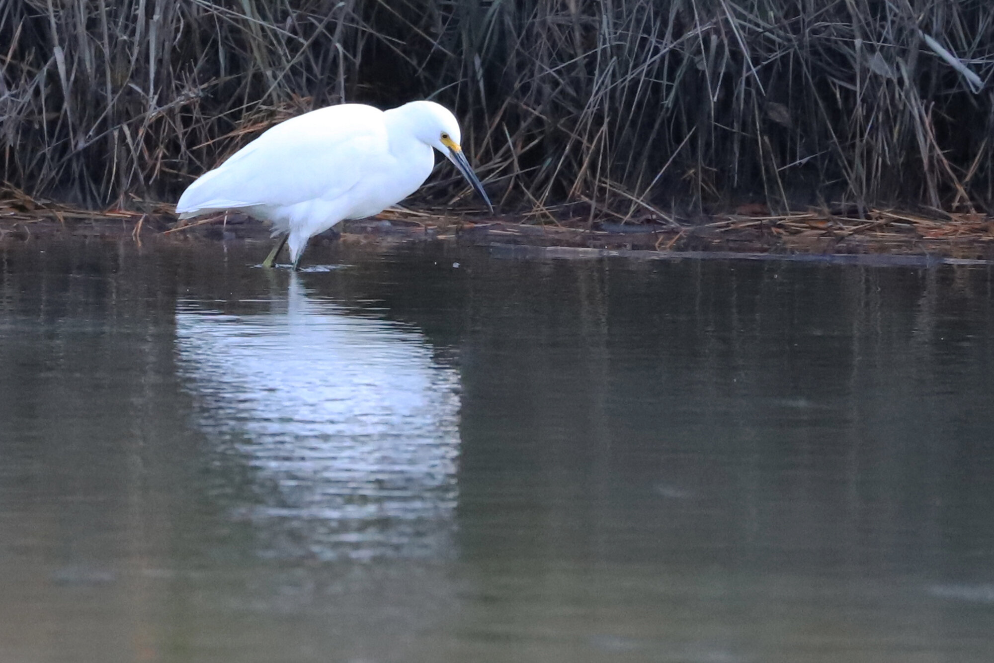  Snowy Egret / Pleasure House Point NA / 7 Dec 