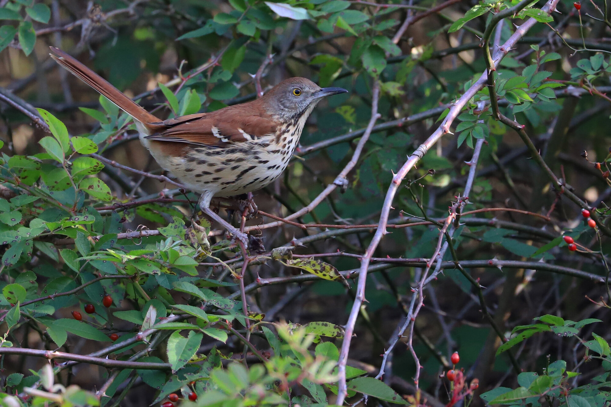  Brown Thrasher / Princess Anne WMA Beasley Tract / 8 Dec; please click this photo to advance to the next! 