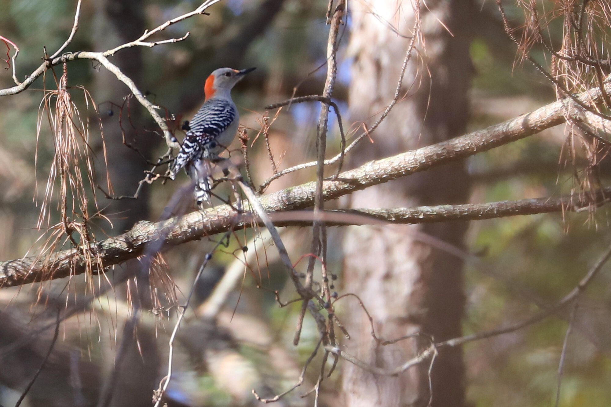  Red-bellied Woodpecker / Princess Anne WMA Beasley Tract / 8 Dec 