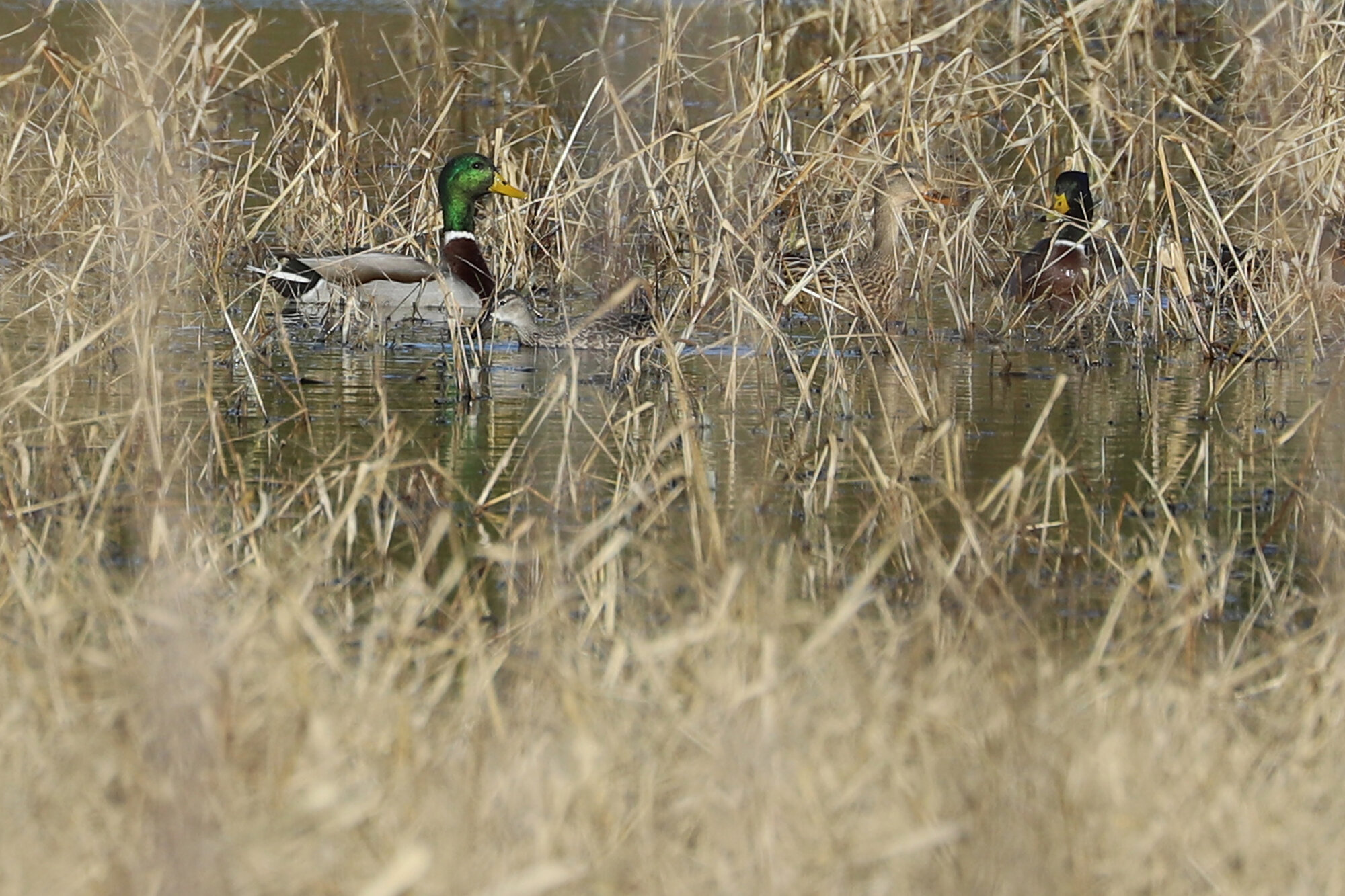  Mallards &amp; Blue-winged Teal / Princess Anne WMA Beasley Tract / 8 Dec 