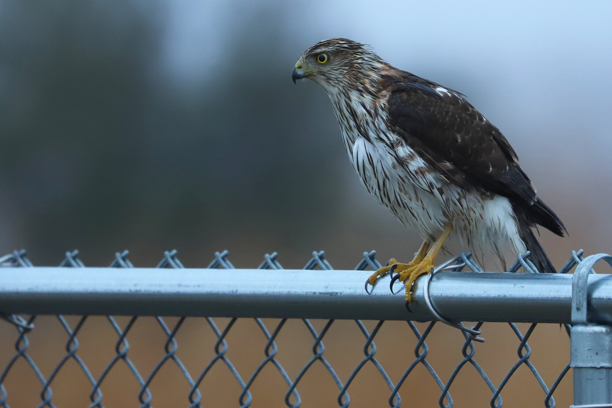  Cooper's Hawk / Back Bay NWR / 14 Dec 