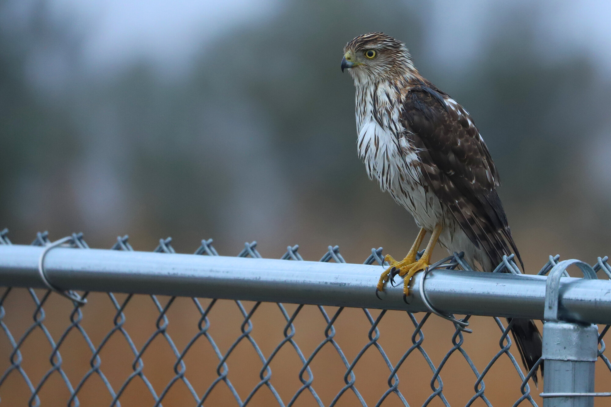  Cooper's Hawk / Back Bay NWR / 14 Dec 