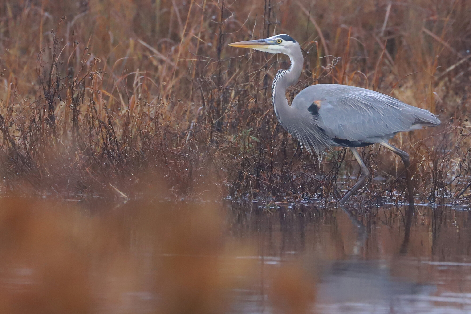  Great Blue Heron (Blue form) / Back Bay NWR / 14 Dec 