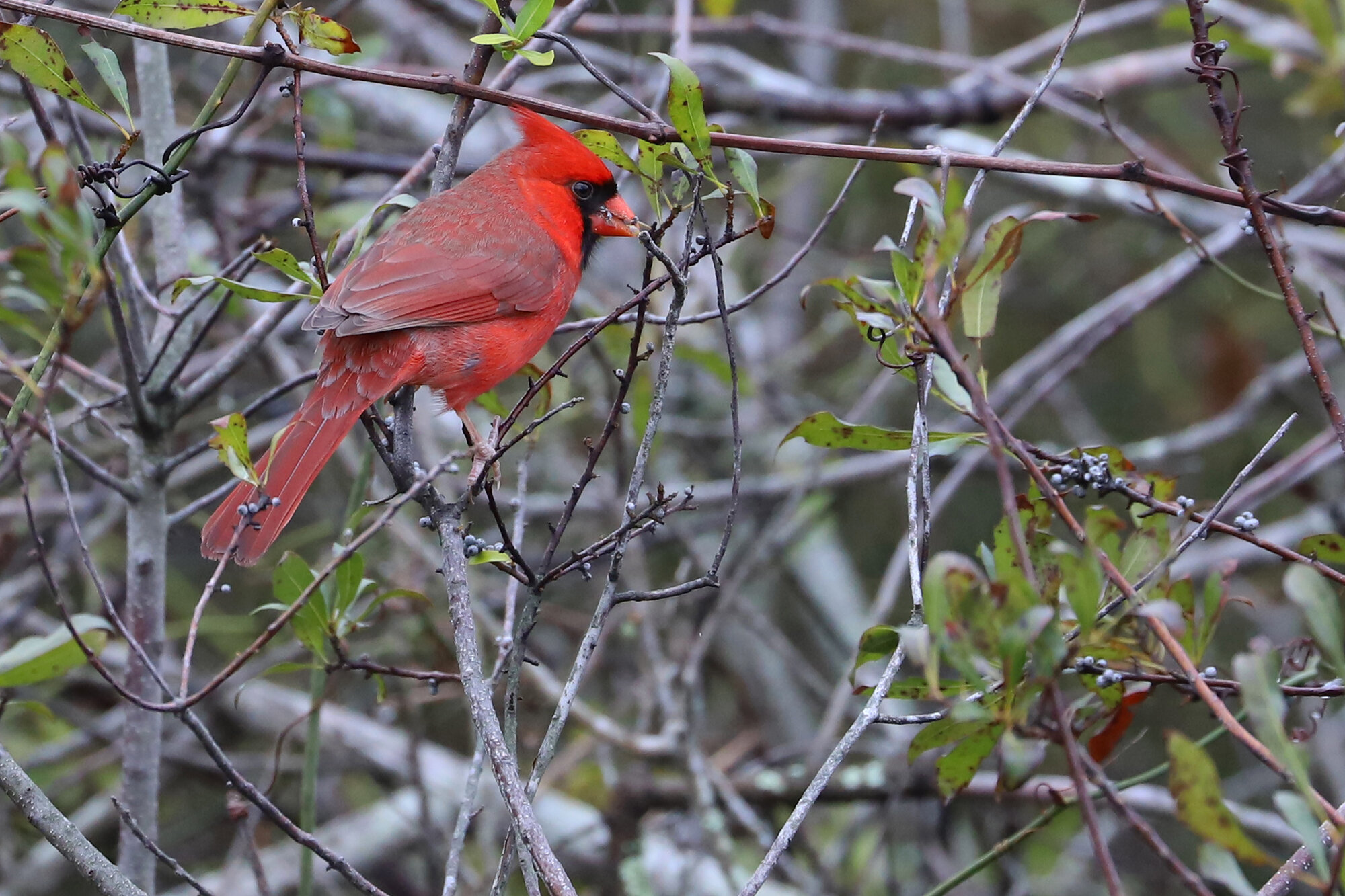  Northern Cardinal / Back Bay NWR / 14 Dec; please click this photo to advance to the next! 