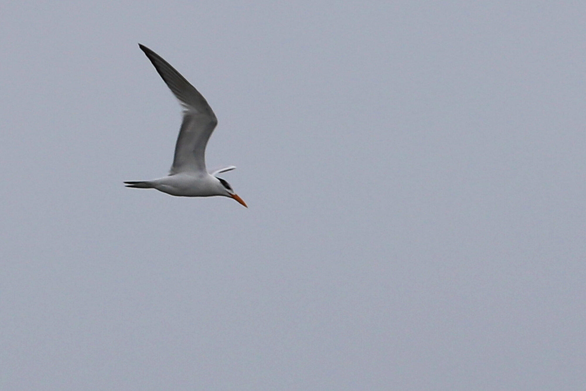  Royal Tern / Little Island Park / 14 Dec 