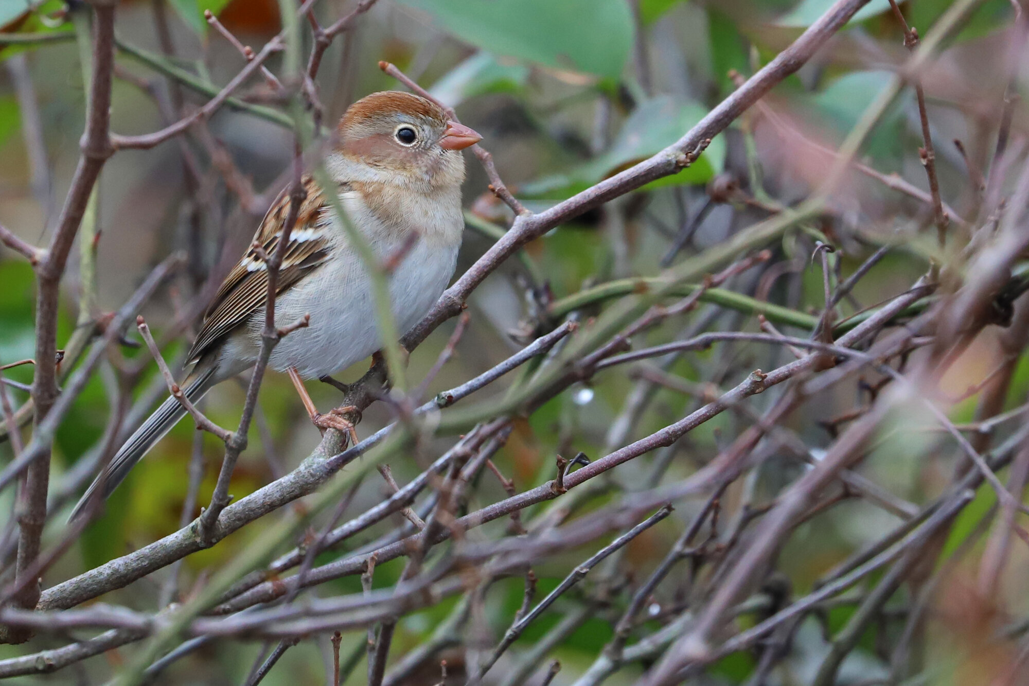  Field Sparrow / Little Island Park / 14 Dec; please click this photo to advance to the next! 