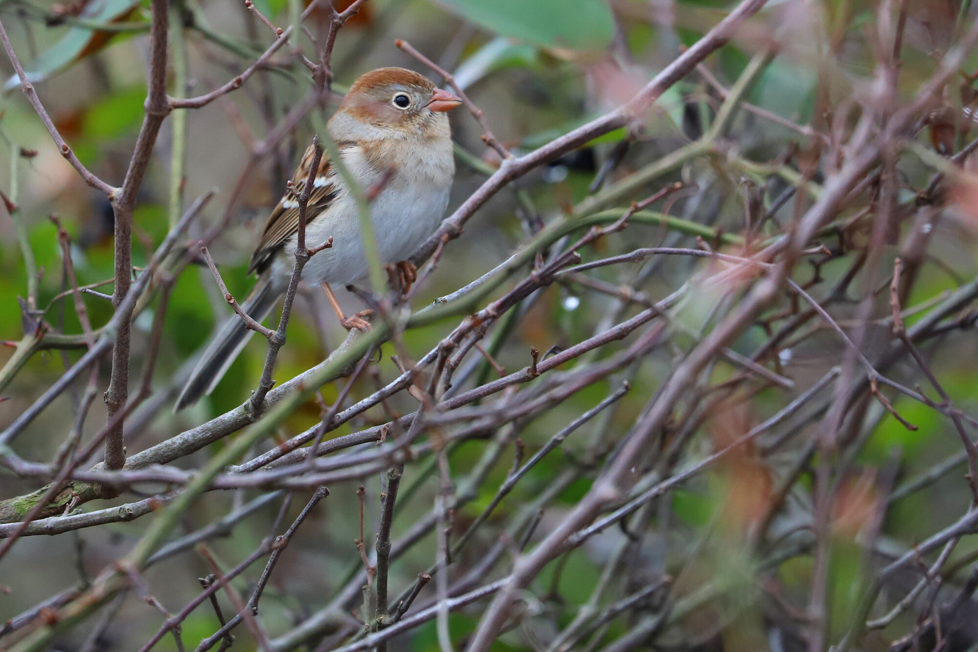  Field Sparrow / Little Island Park / 14 Dec 