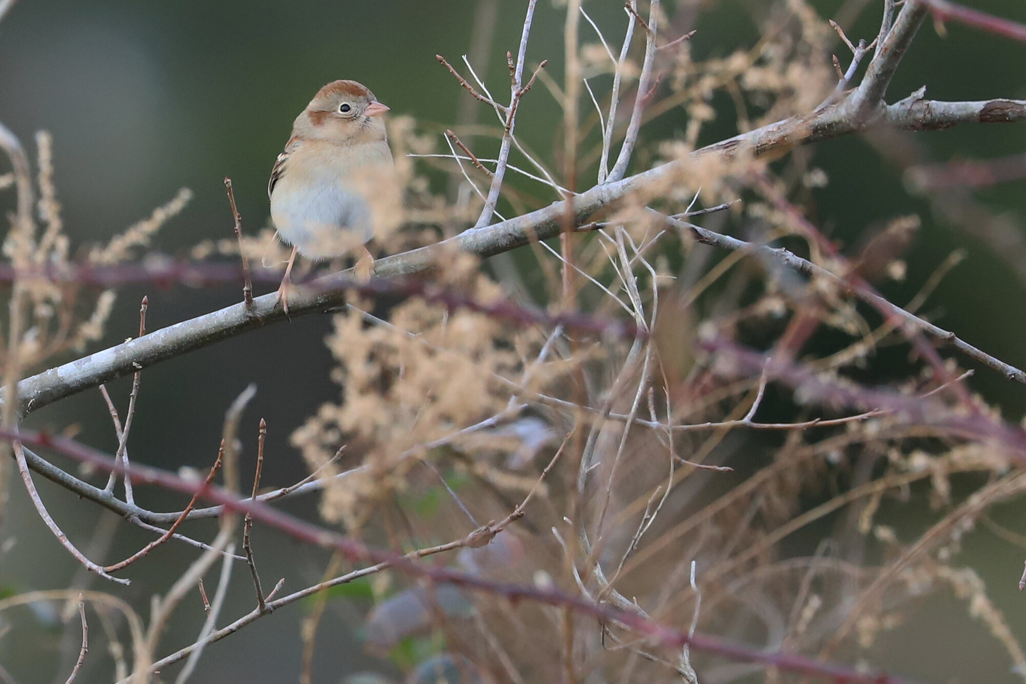  Field Sparrow / Harris Teeter Retention Pond / 27 Dec 