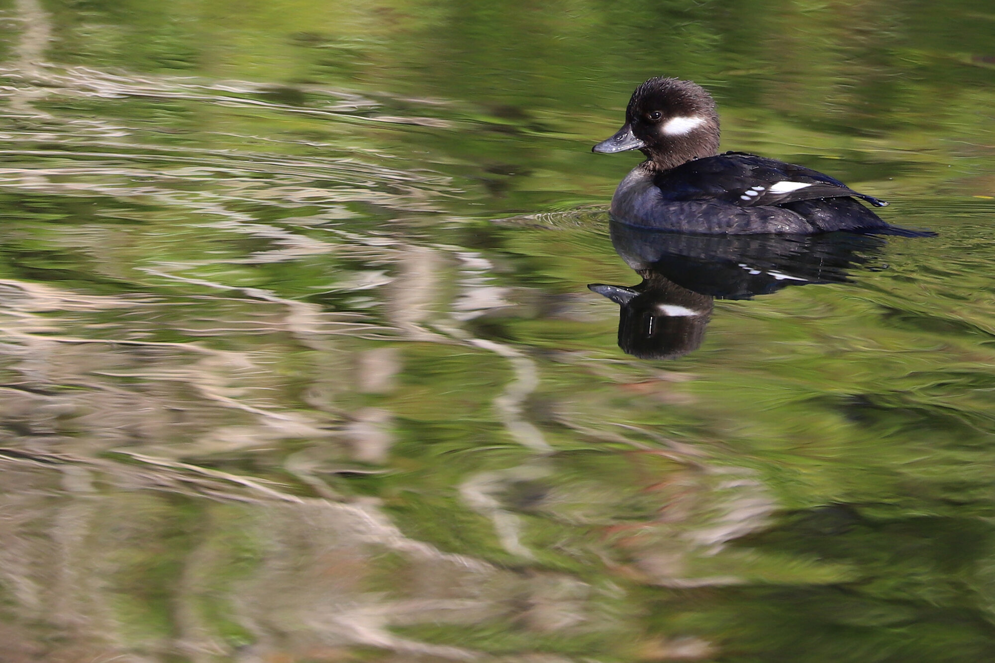  Bufflehead / Pleasure House Point NA / 5 Jan 