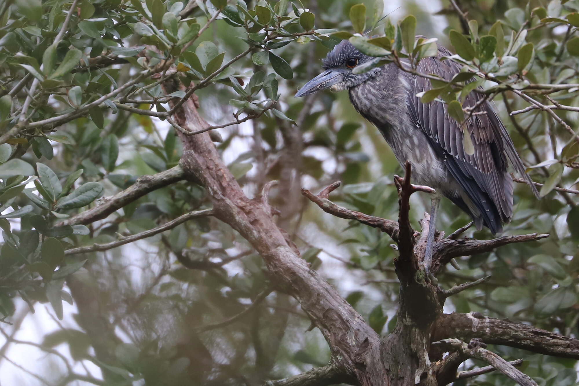  Yellow-crowned Night-Heron / Pleasure House Point NA / 1 Feb; please click this photo to advance to the next! 