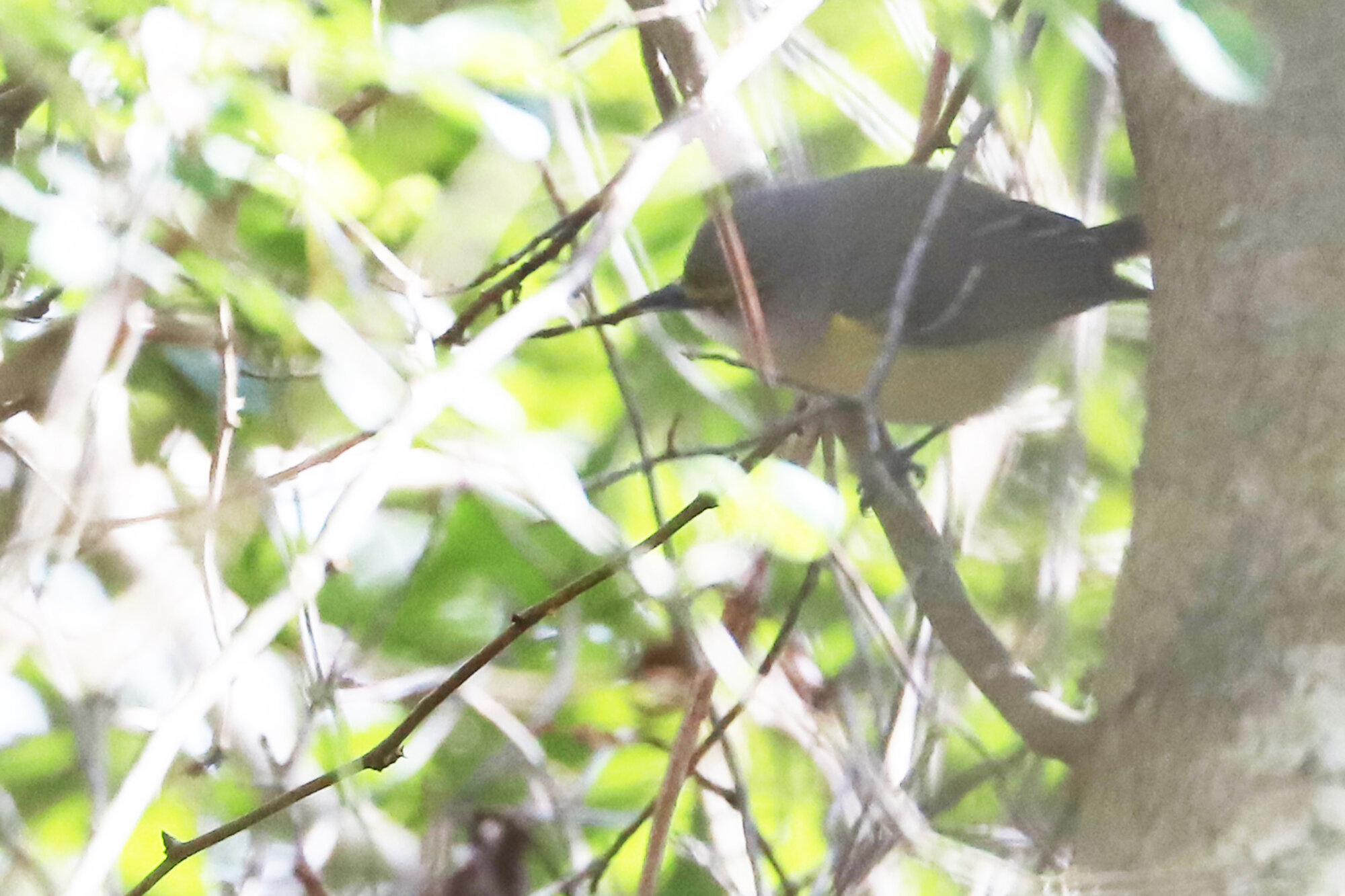  White-eyed Vireo / Princess Anne WMA Whitehurst Tract / 16 Feb 