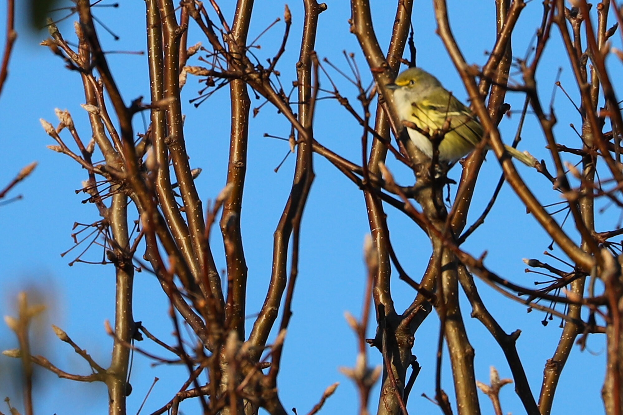  White-eyed Vireo / Princess Anne WMA Whitehurst Tract / 2 Feb 