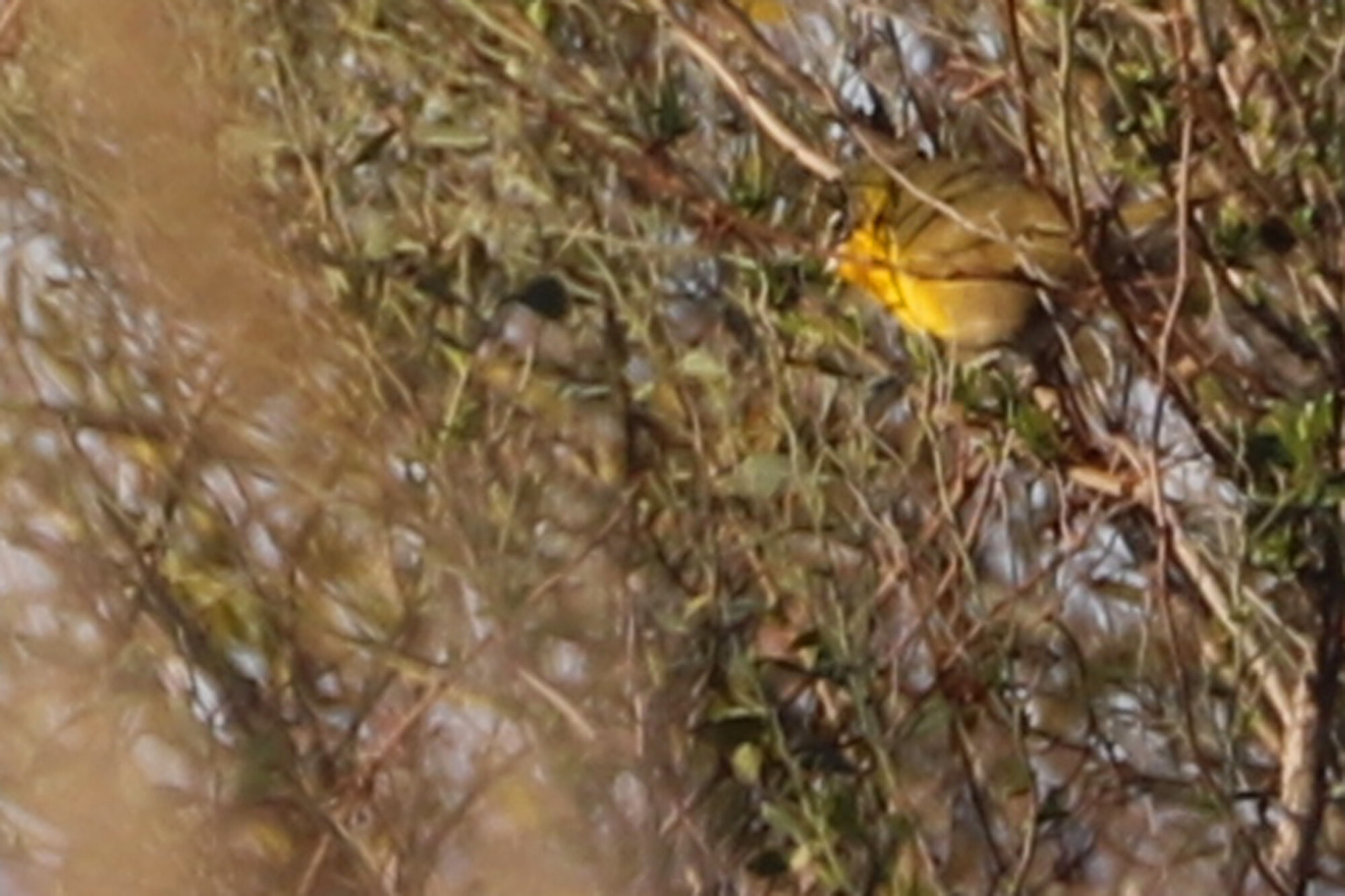  Yellow-breasted Chat / Little Island Park / 22 Feb 