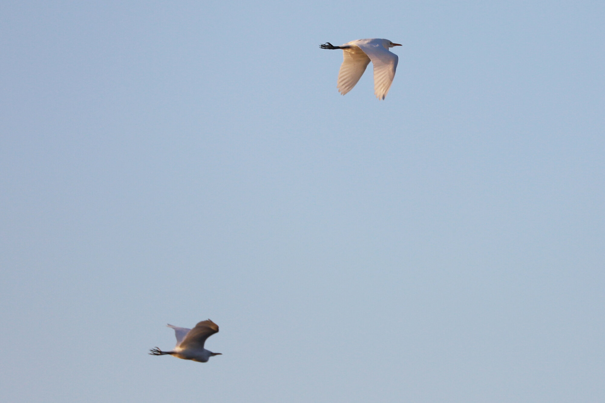  Cattle Egrets / Princess Anne WMA Whitehurst Tract / 23 Feb 