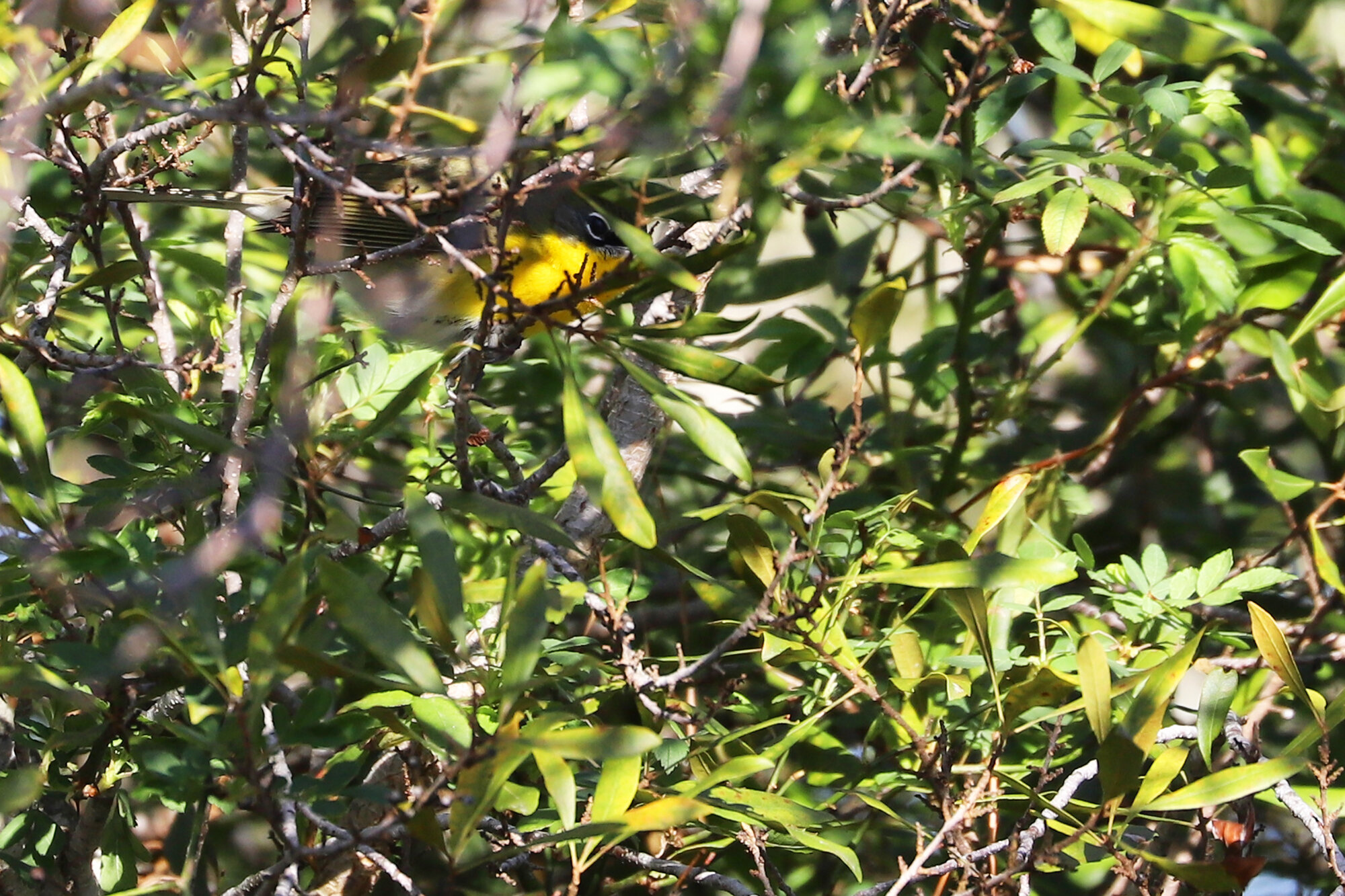 Yellow-breasted Chat / Princess Anne WMA Whitehurst Tract / 23 Feb 