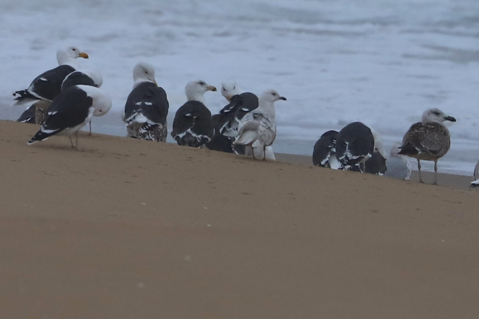  Great Black-backed &amp; Iceland Gulls / Sandbridge Beach / 1 Feb 