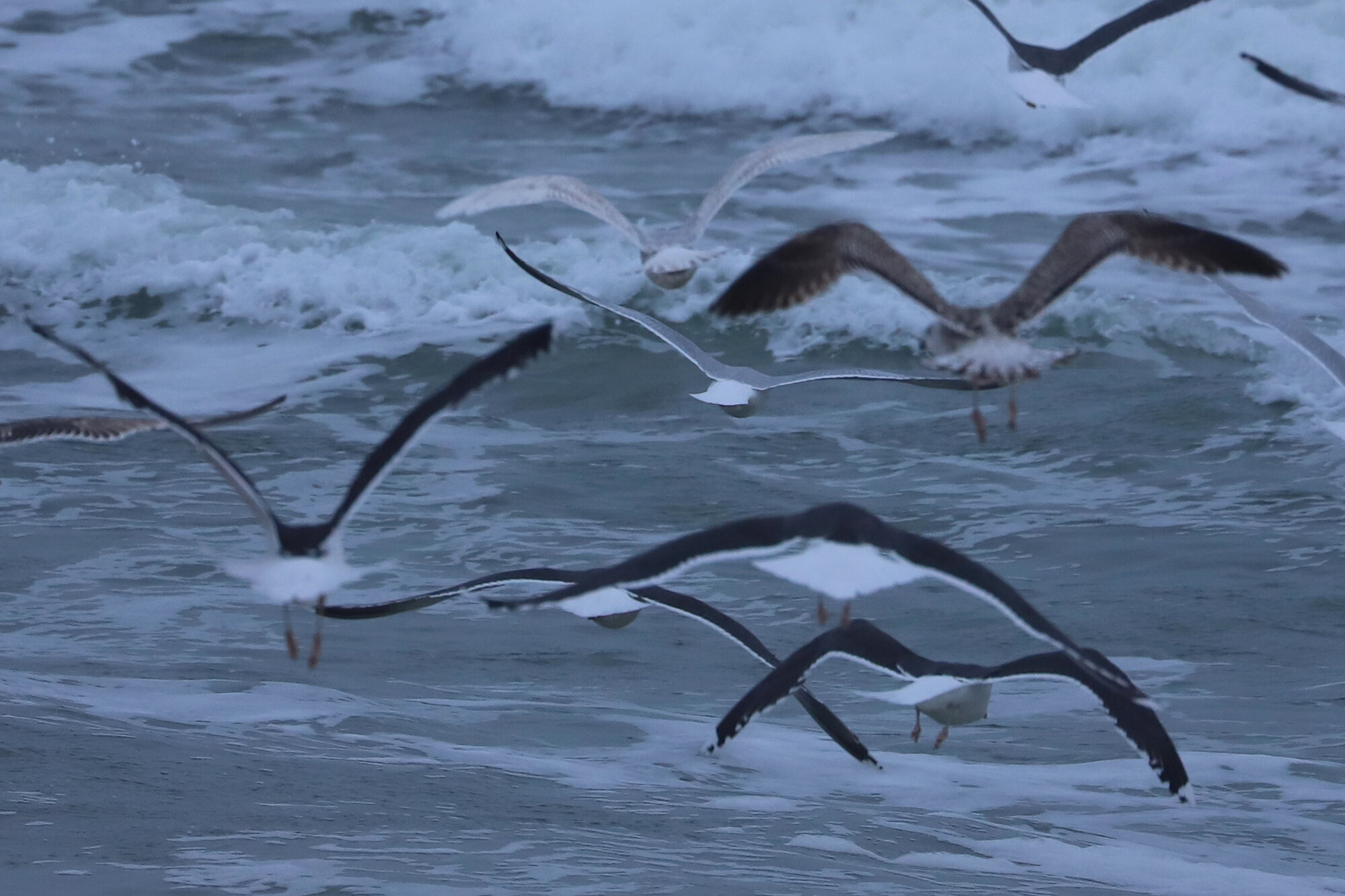  Great Black-backed, Herring &amp; Iceland Gulls / Sandbridge Beach / 1 Feb 