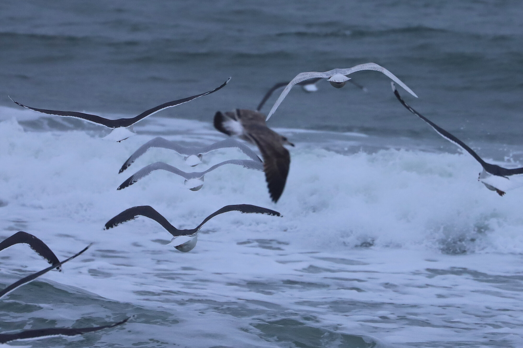  Great Black-backed, Herring &amp; Iceland Gulls / Sandbridge Beach / 1 Feb 