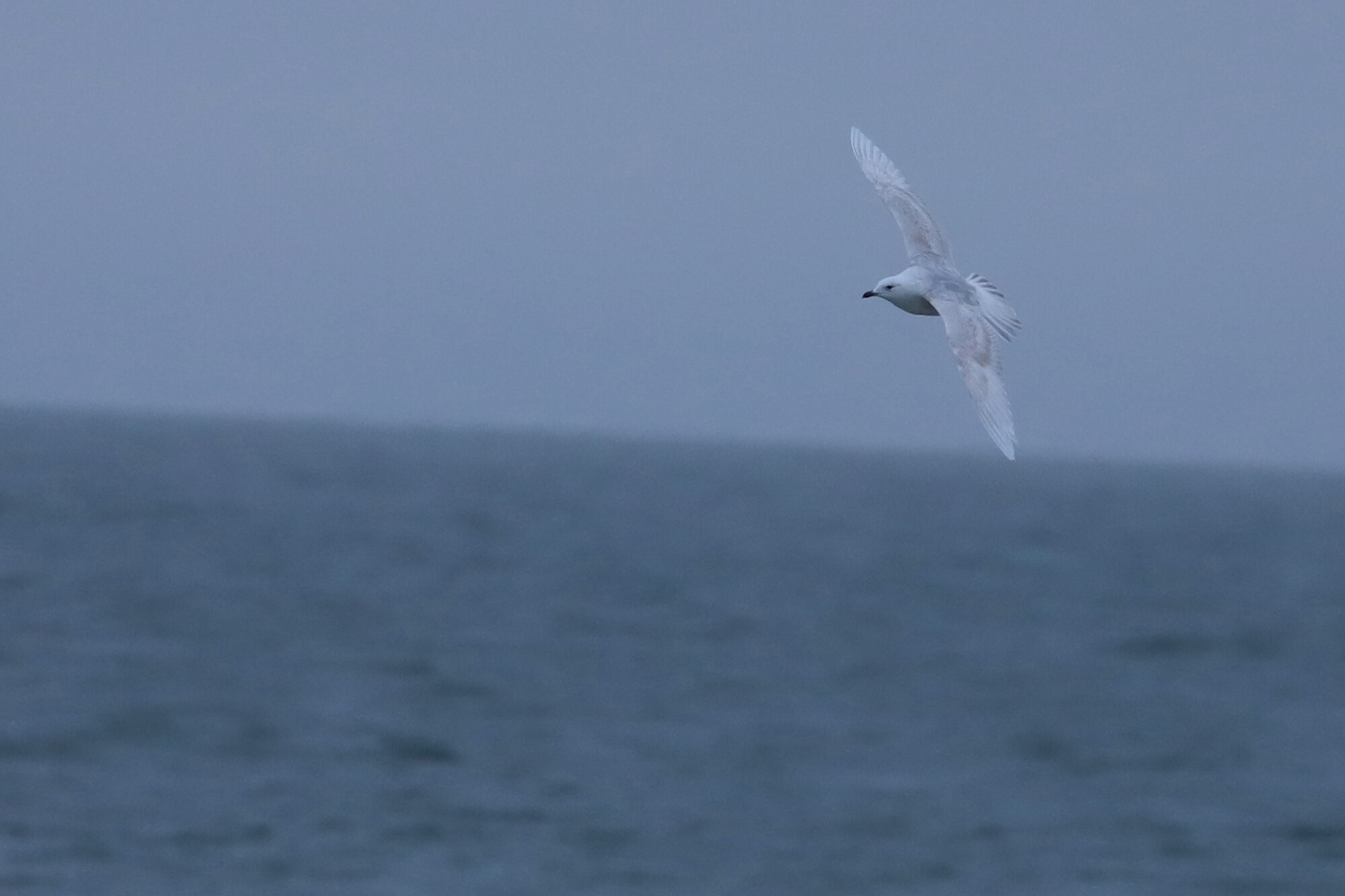  Iceland Gull / Sandbridge Beach / 1 Feb 