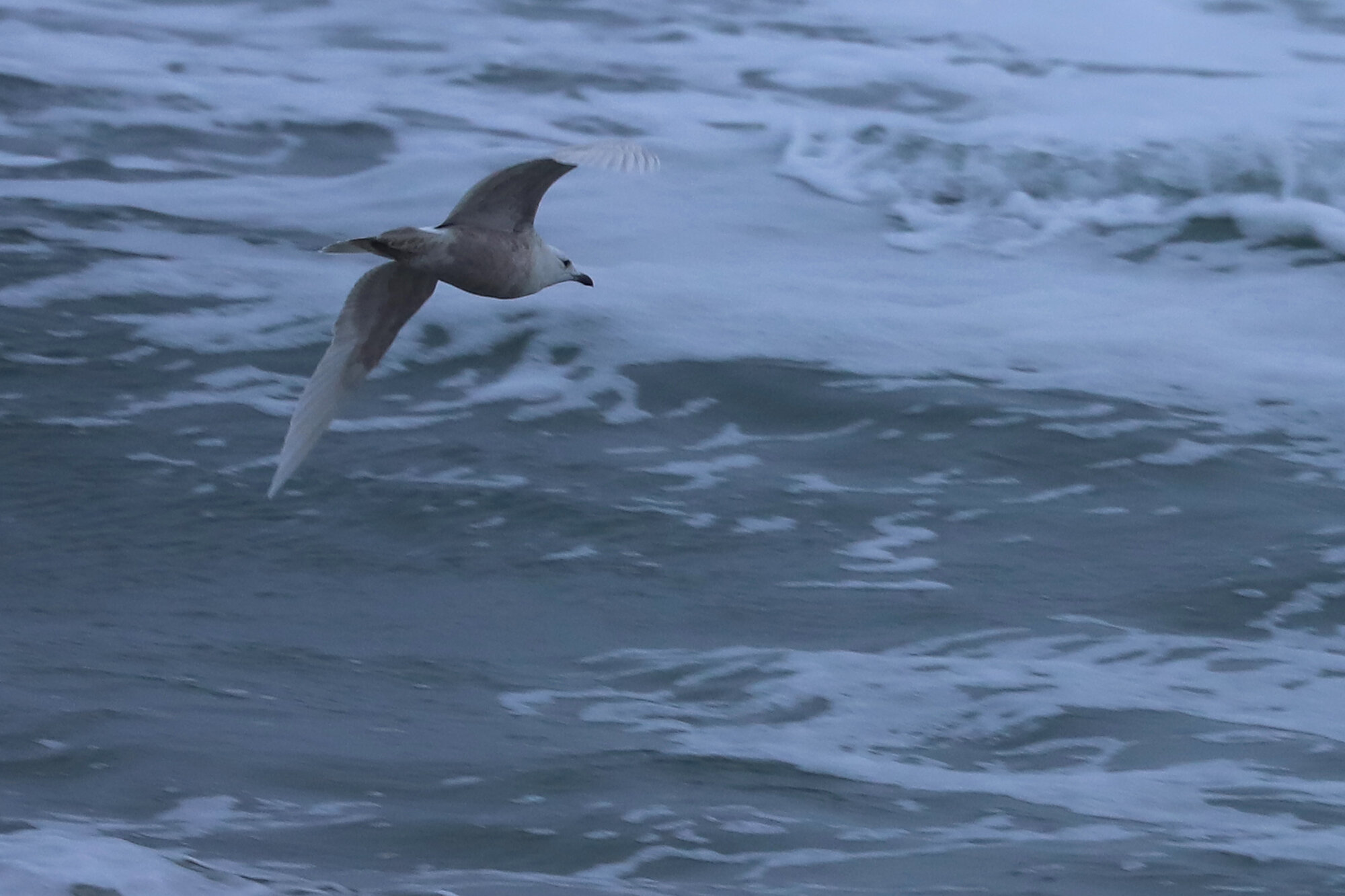  Iceland Gull / Sandbridge Beach / 1 Feb 