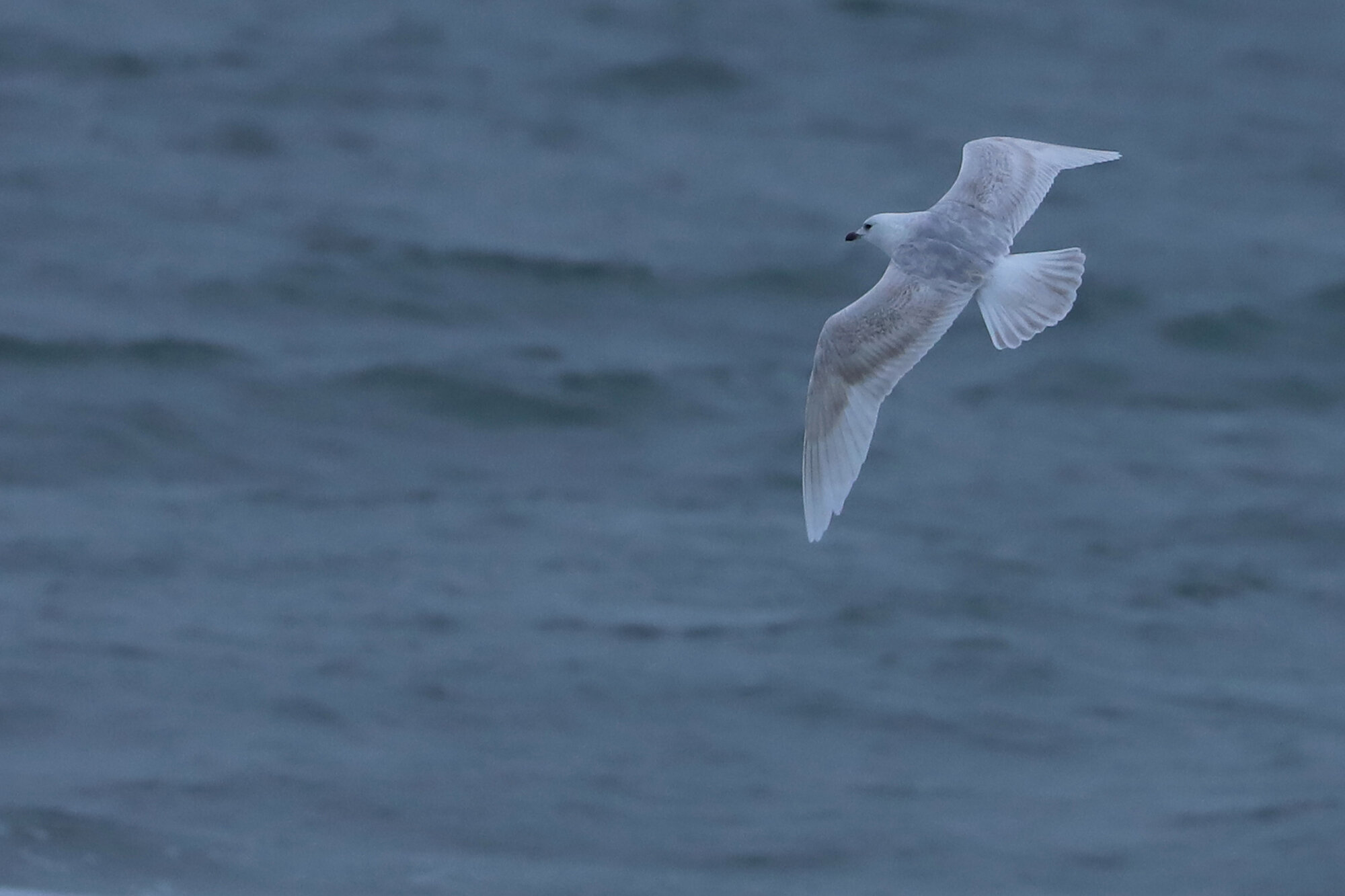  Iceland Gull / Sandbridge Beach / 1 Feb 