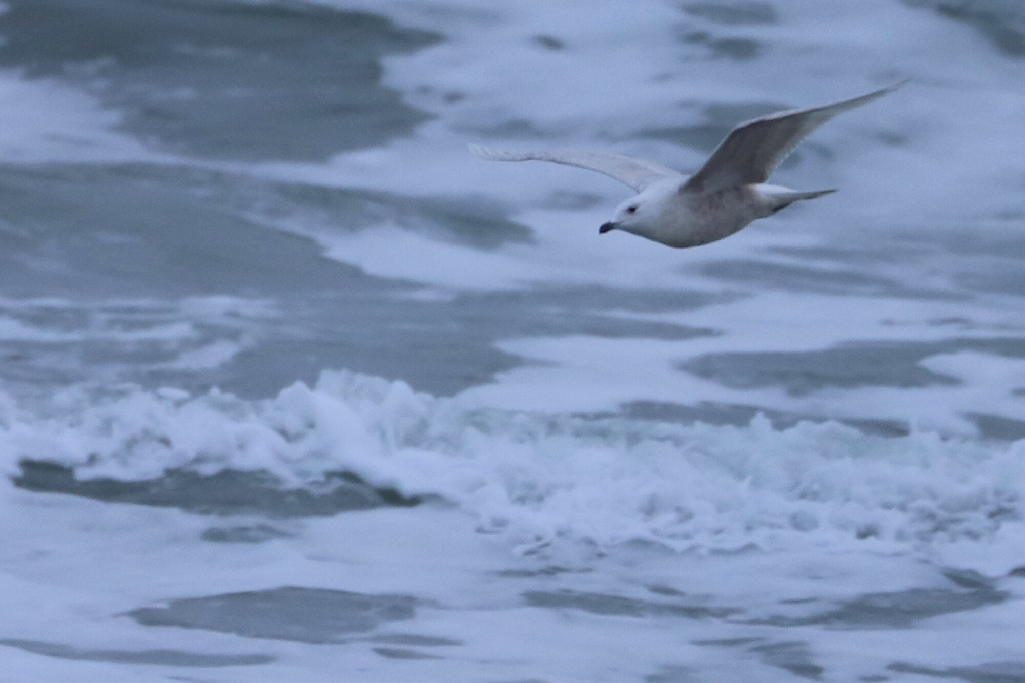  Iceland Gull / Sandbridge Beach / 1 Feb 