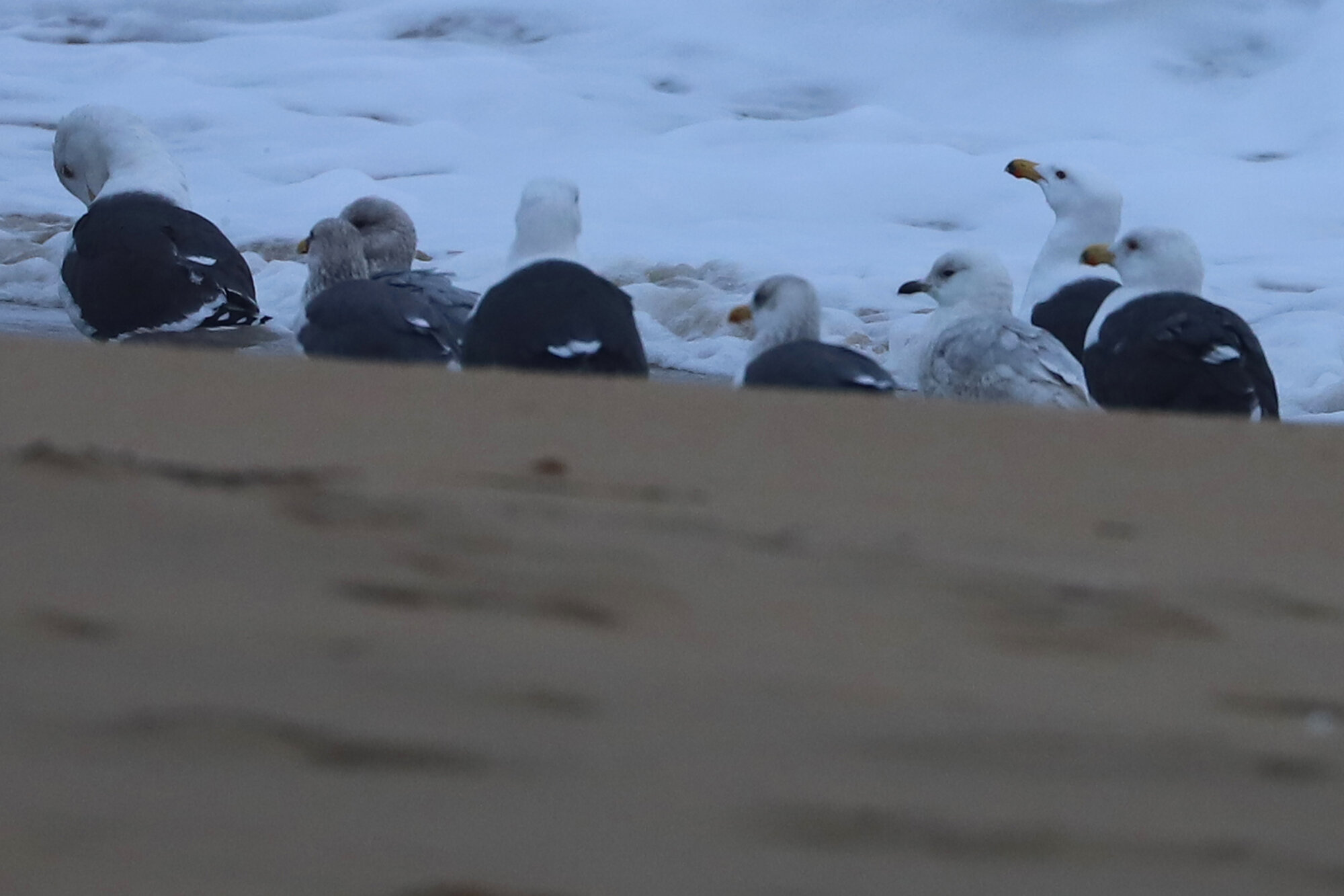  Great Black-backed, Iceland &amp; Lesser Black-backed Gulls / Sandbridge Beach / 1 Feb 