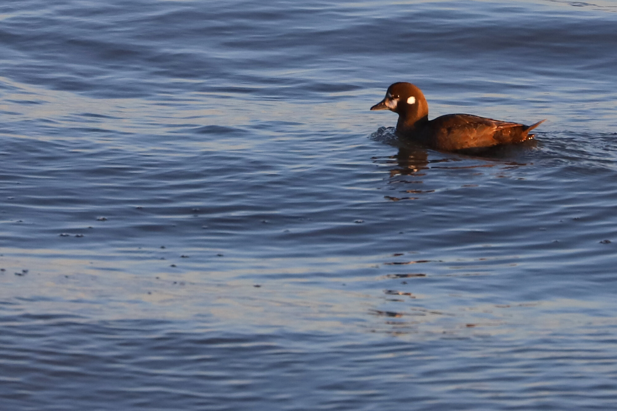  Harlequin Duck / Little Island Park / 22 Feb 