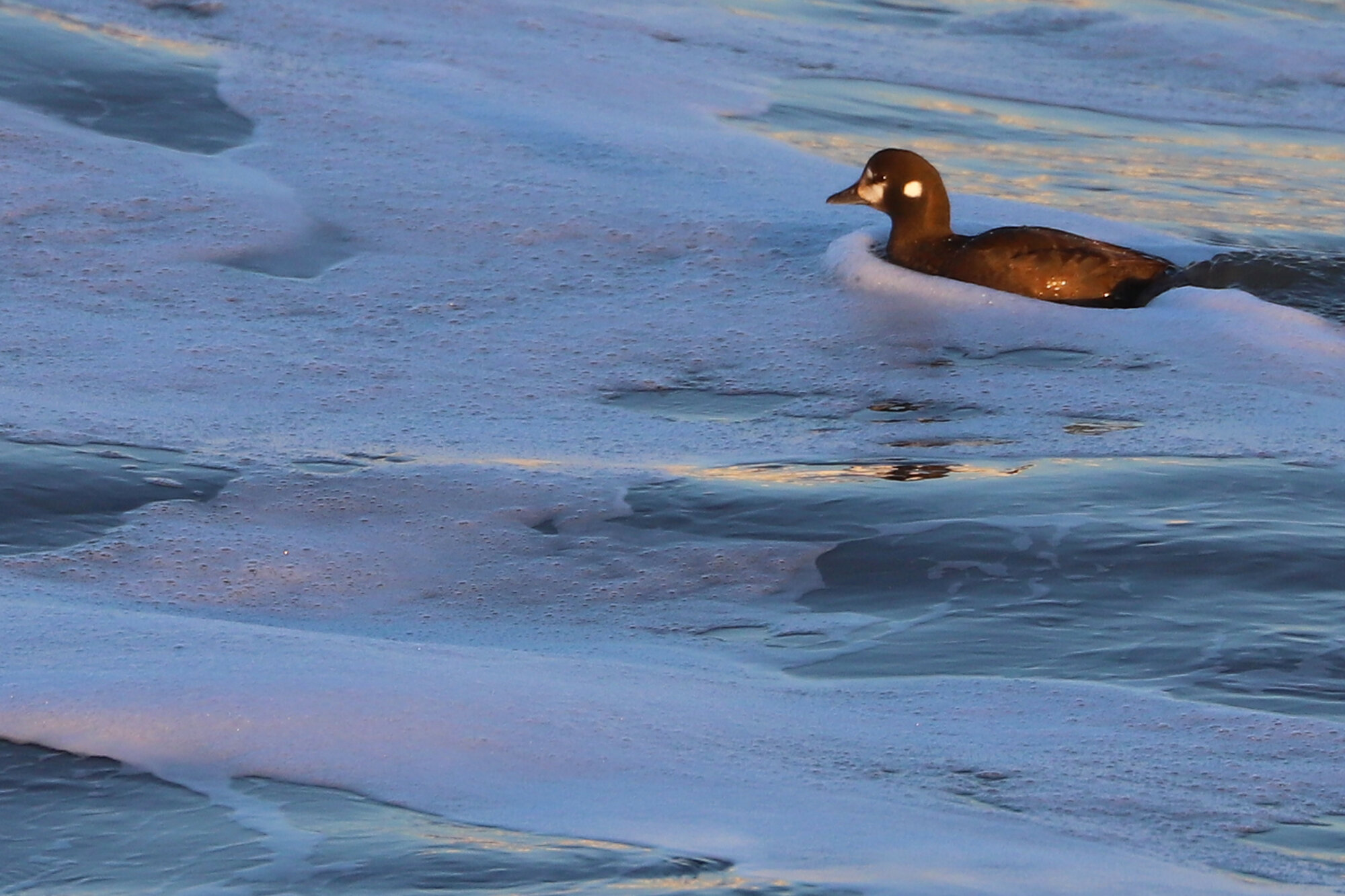  Harlequin Duck / Little Island Park / 22 Feb 